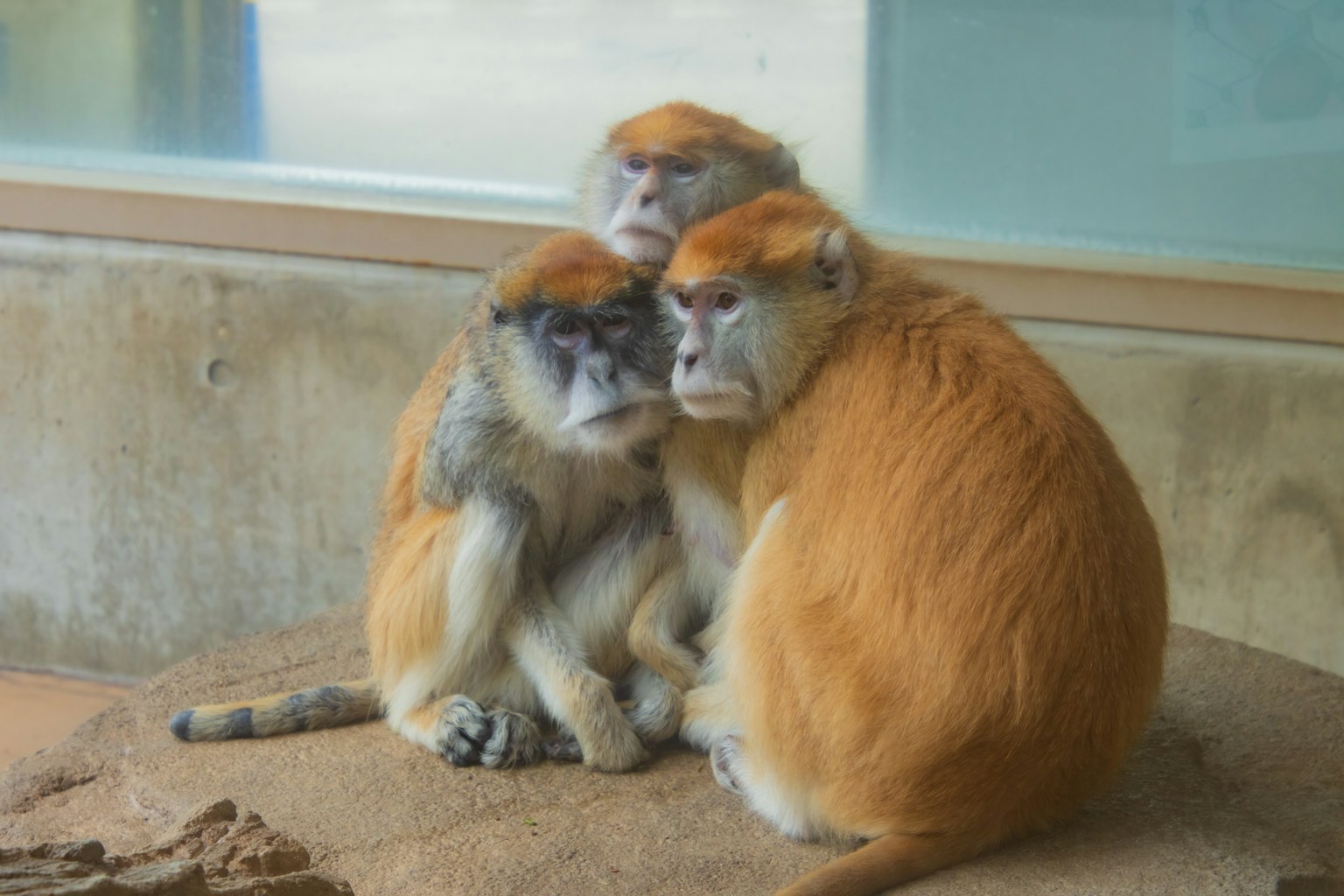 Tres monos con pelaje naranja se acurrucan juntos