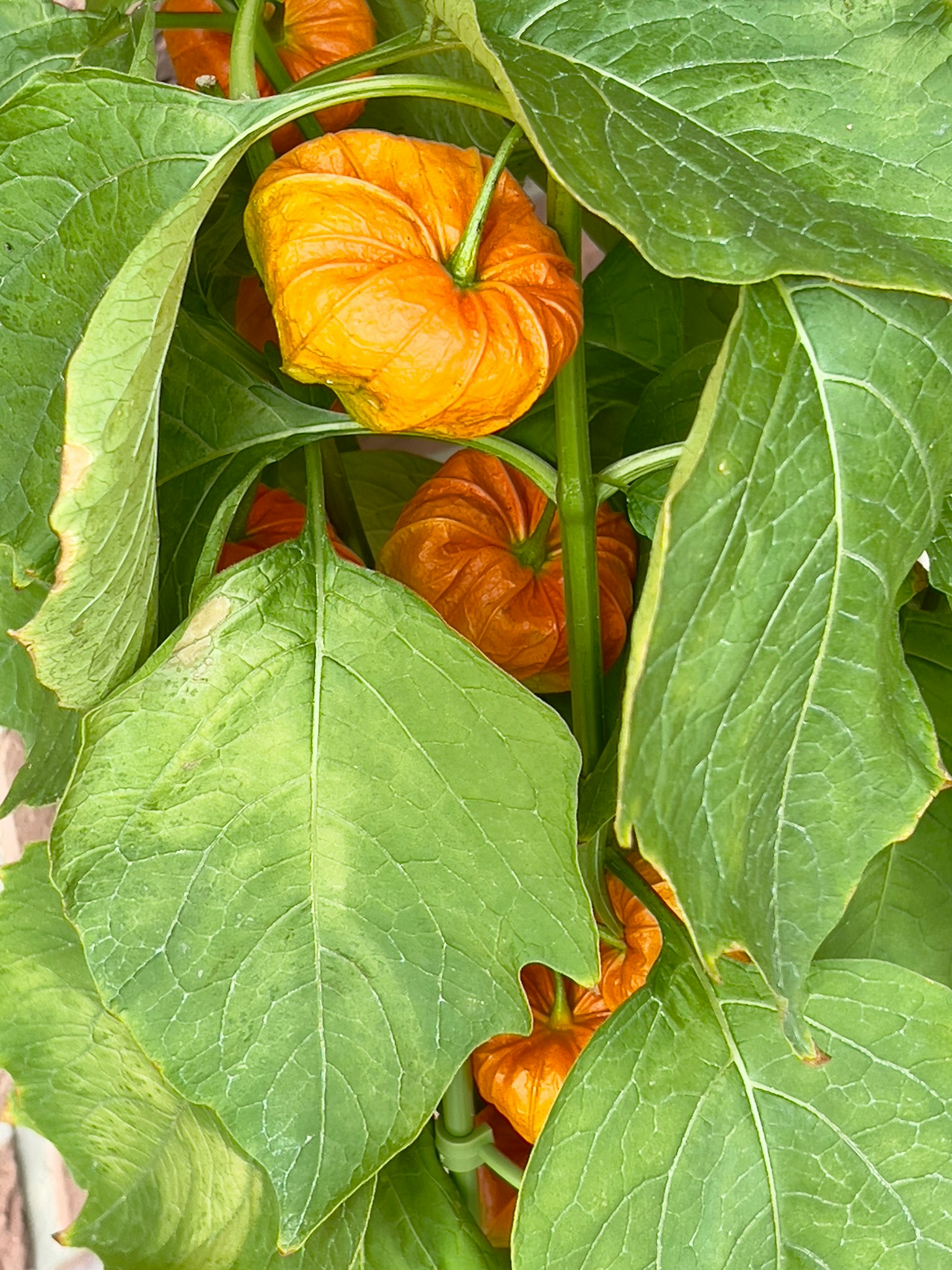 Una planta con frutos naranjas rodeados de hojas verdes