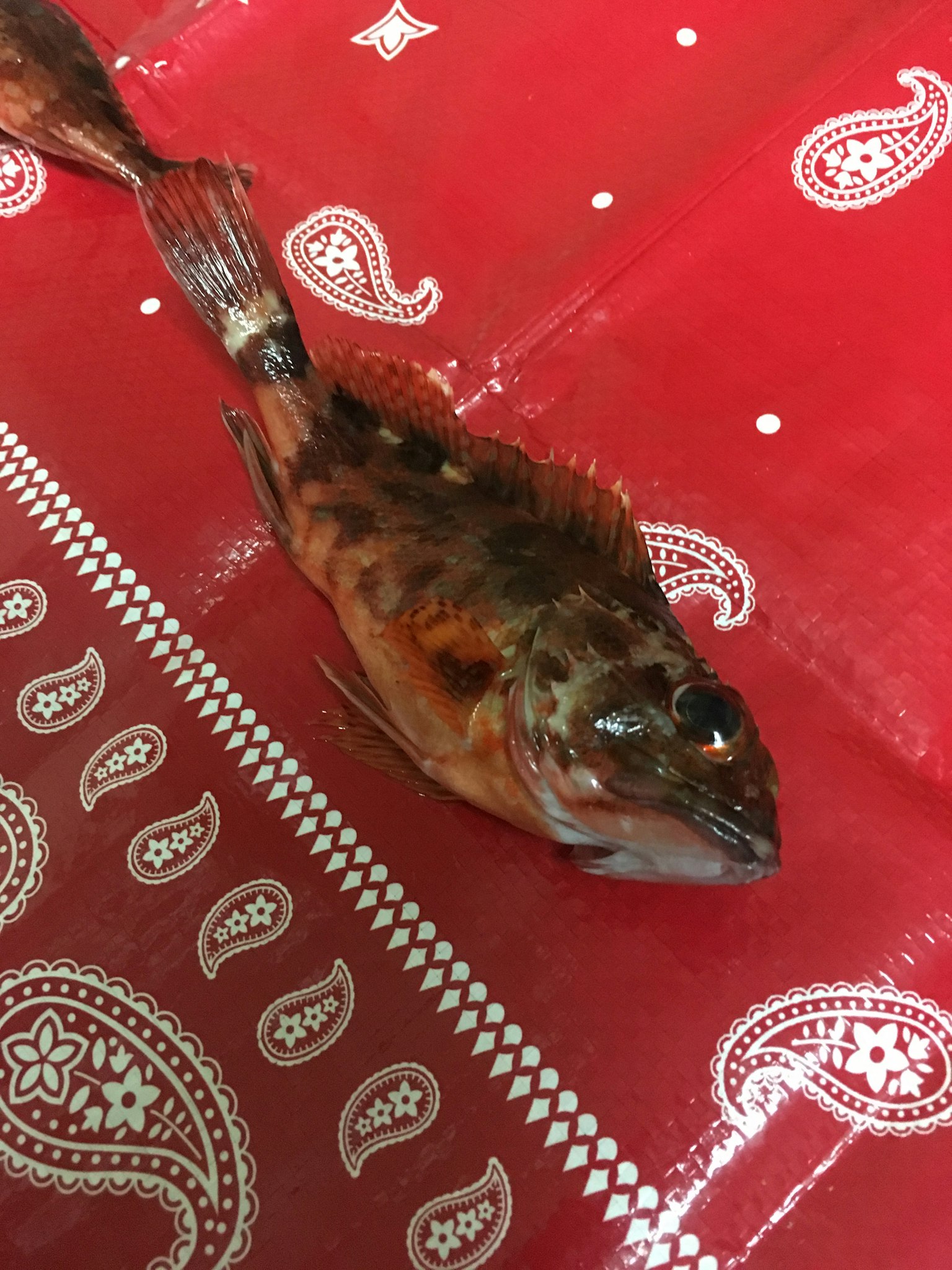 Un poisson posé sur une nappe à motif bandana rouge