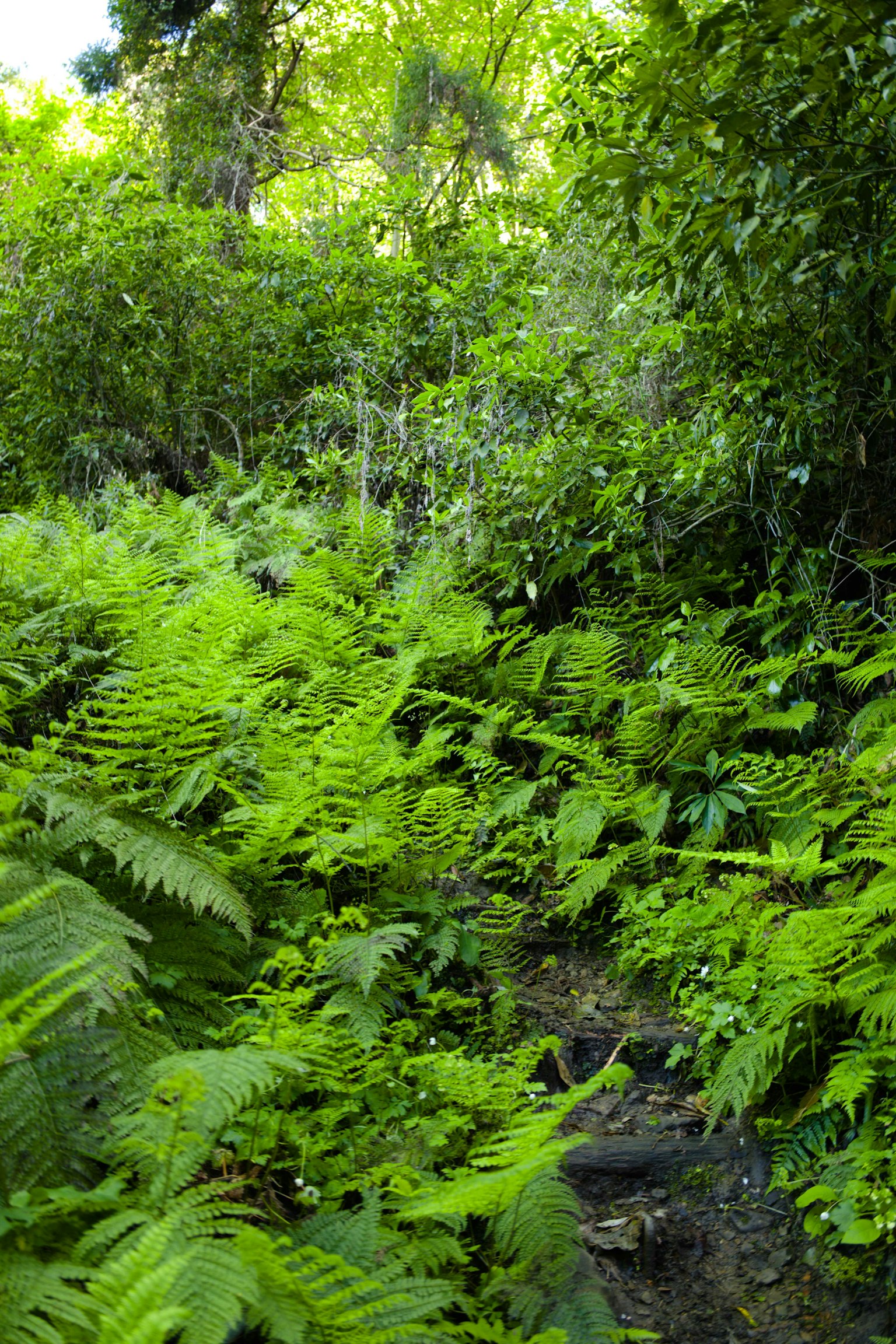Helechos verdes exuberantes bordeando un camino en un bosque