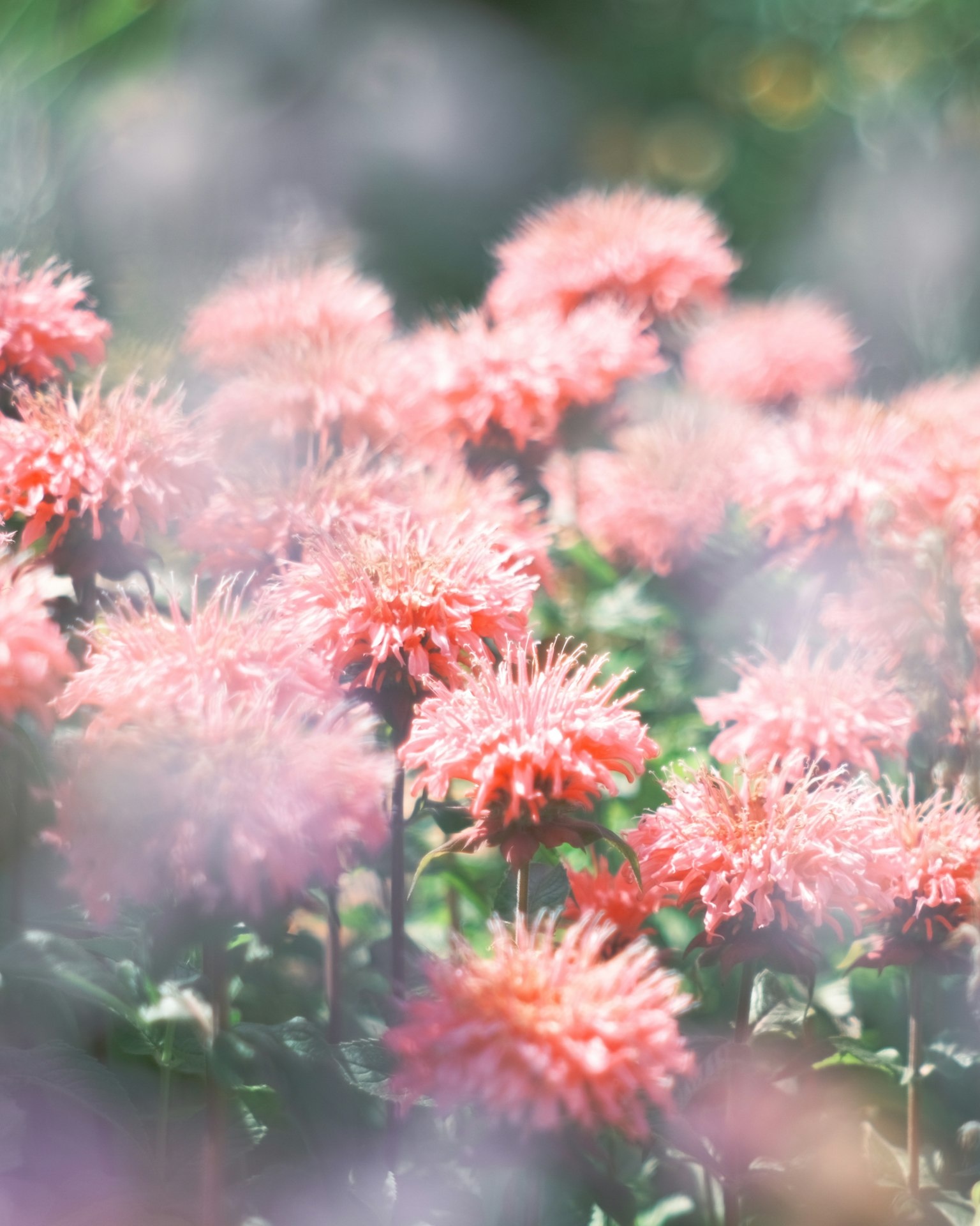 Fleurs roses douces dans un jardin flou