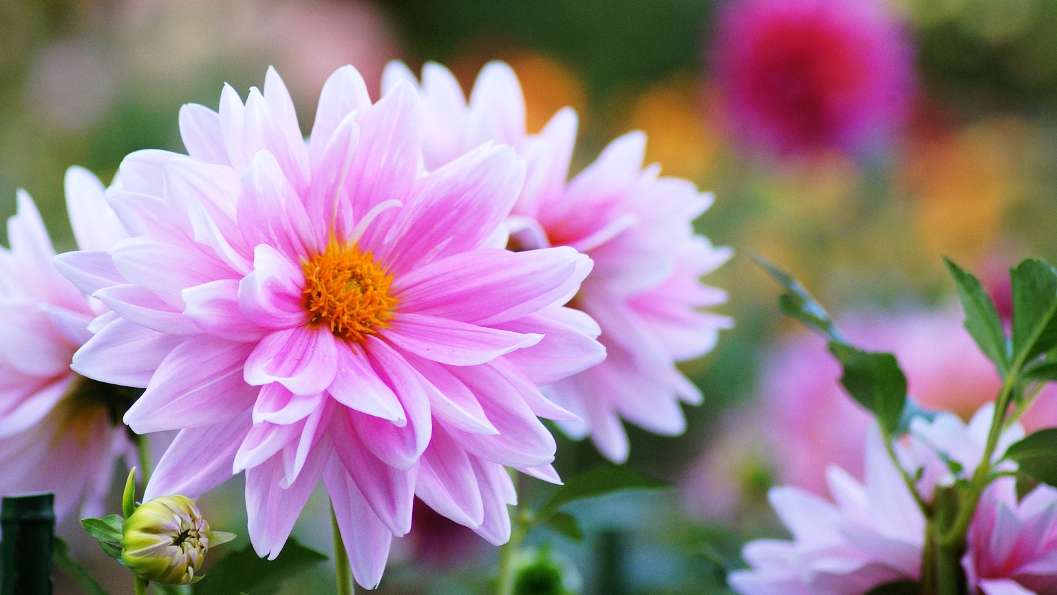 Lebendige rosa Dahlienblüten mit einem unscharfen Hintergrund aus bunten Blumen