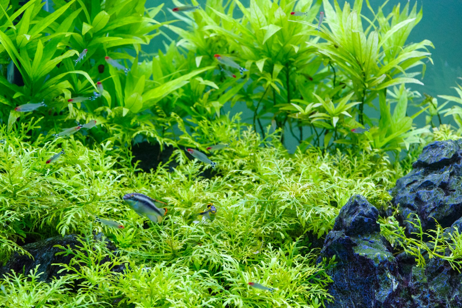 Escena natural de acuario con plantas acuáticas y rocas