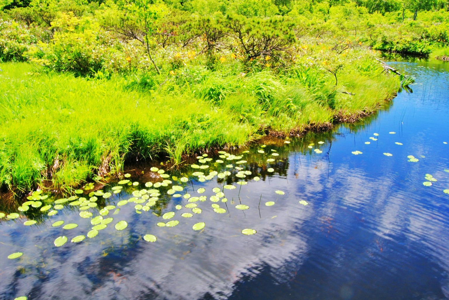 Un paesaggio con foglie di ninfea che galleggiano su una superficie d'acqua blu e erba verde lussureggiante