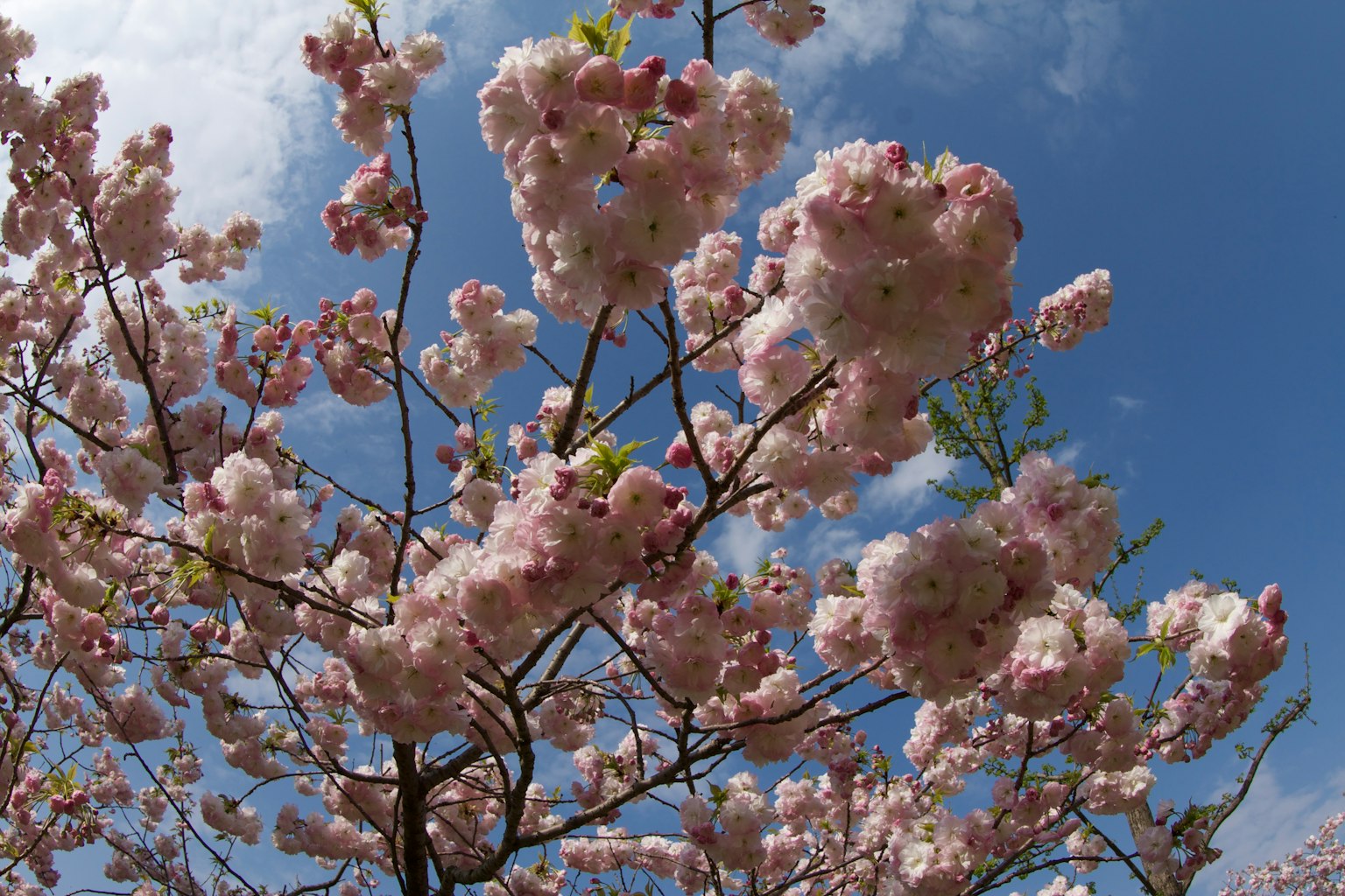 Bunga sakura mekar penuh di bawah langit biru