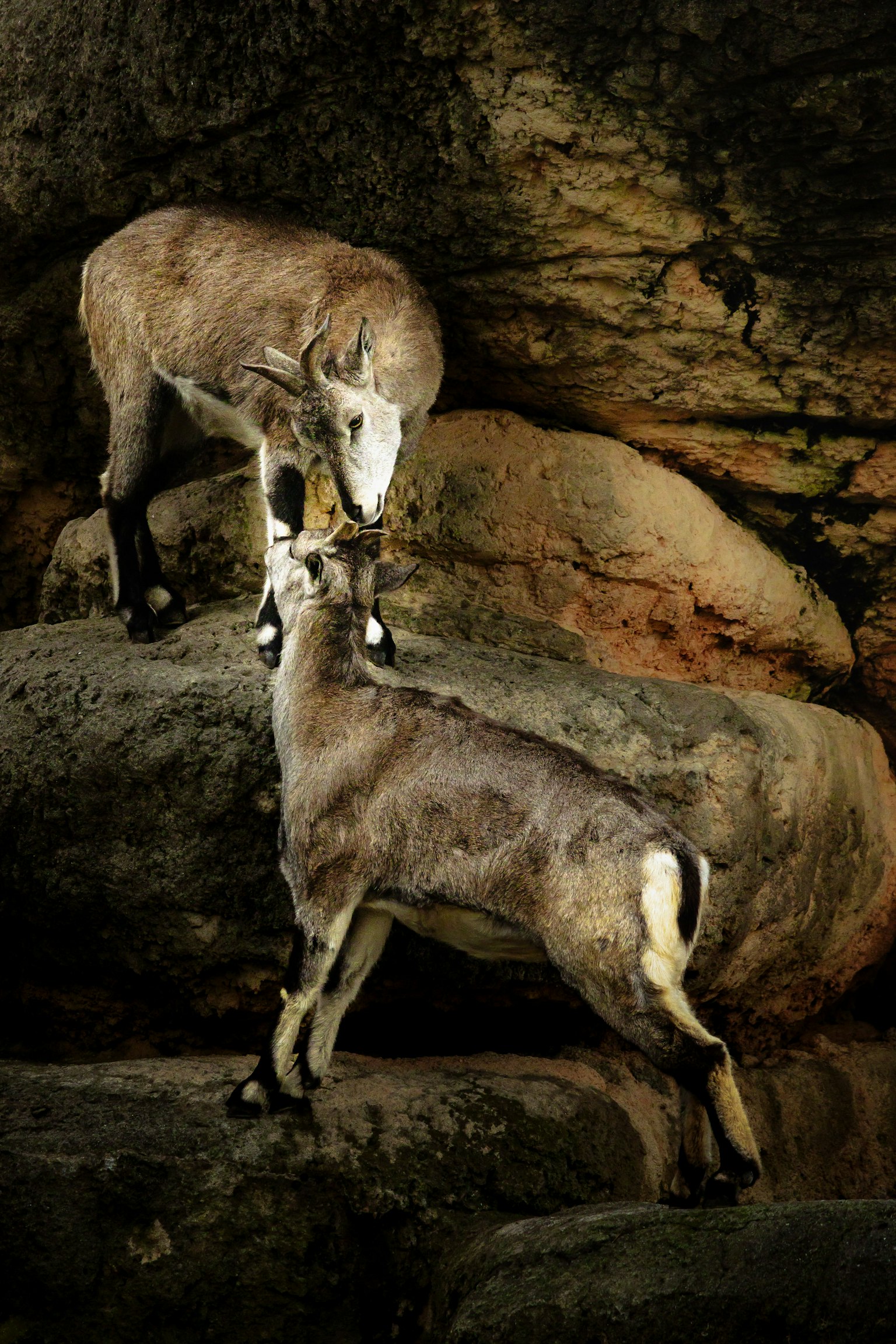 岩の上で対峙する二頭のヤギのような動物