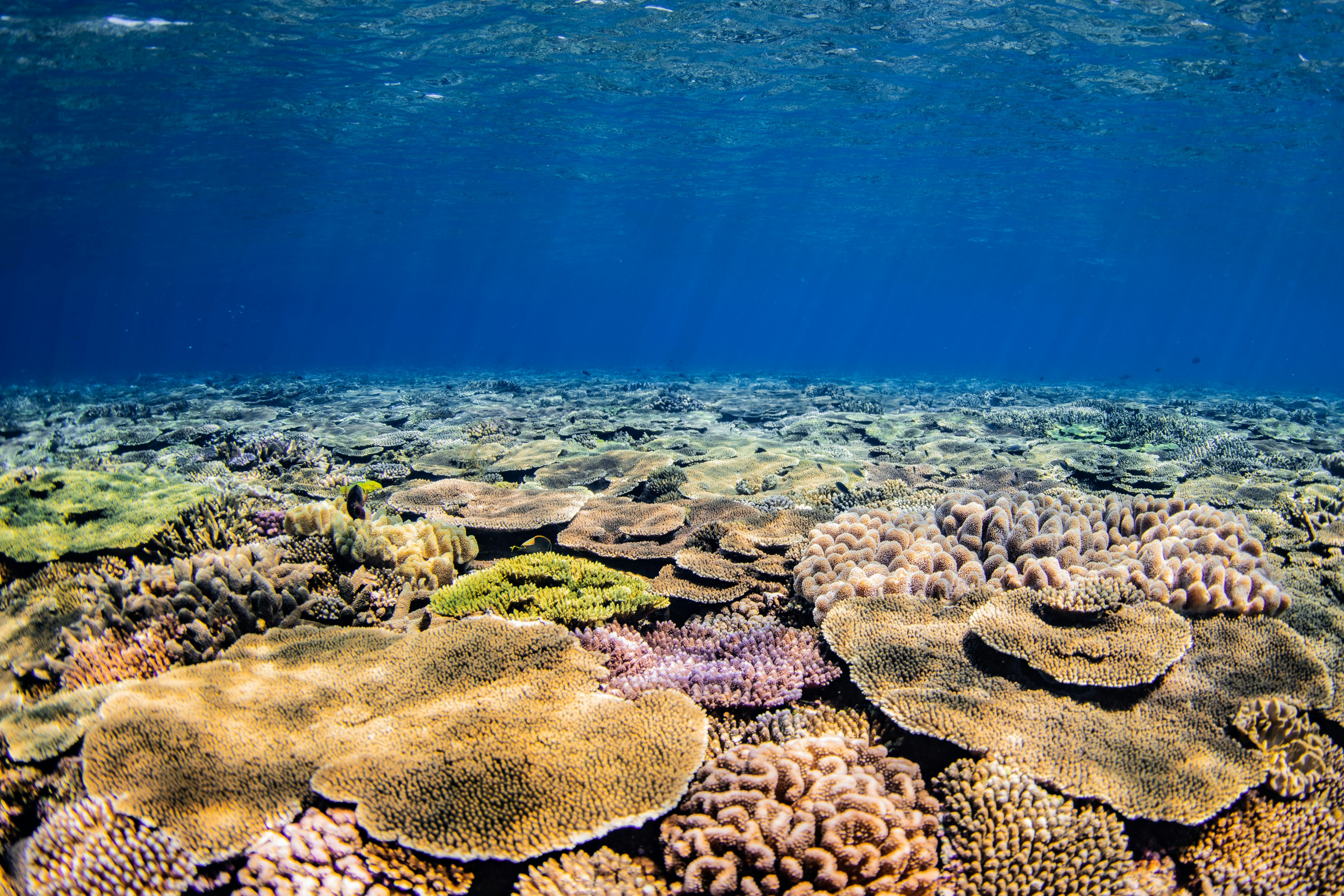 青い海とサンゴ礁の浅瀬の水中景観