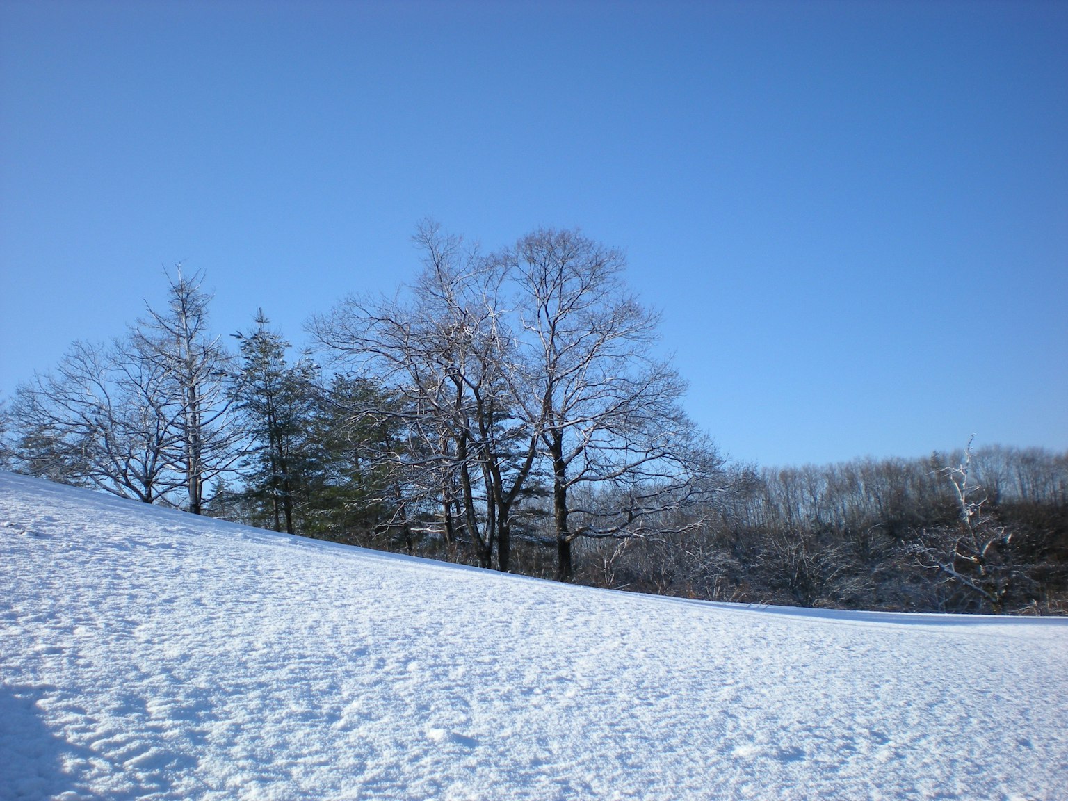 Collina coperta di neve con alberi sotto un cielo blu chiaro