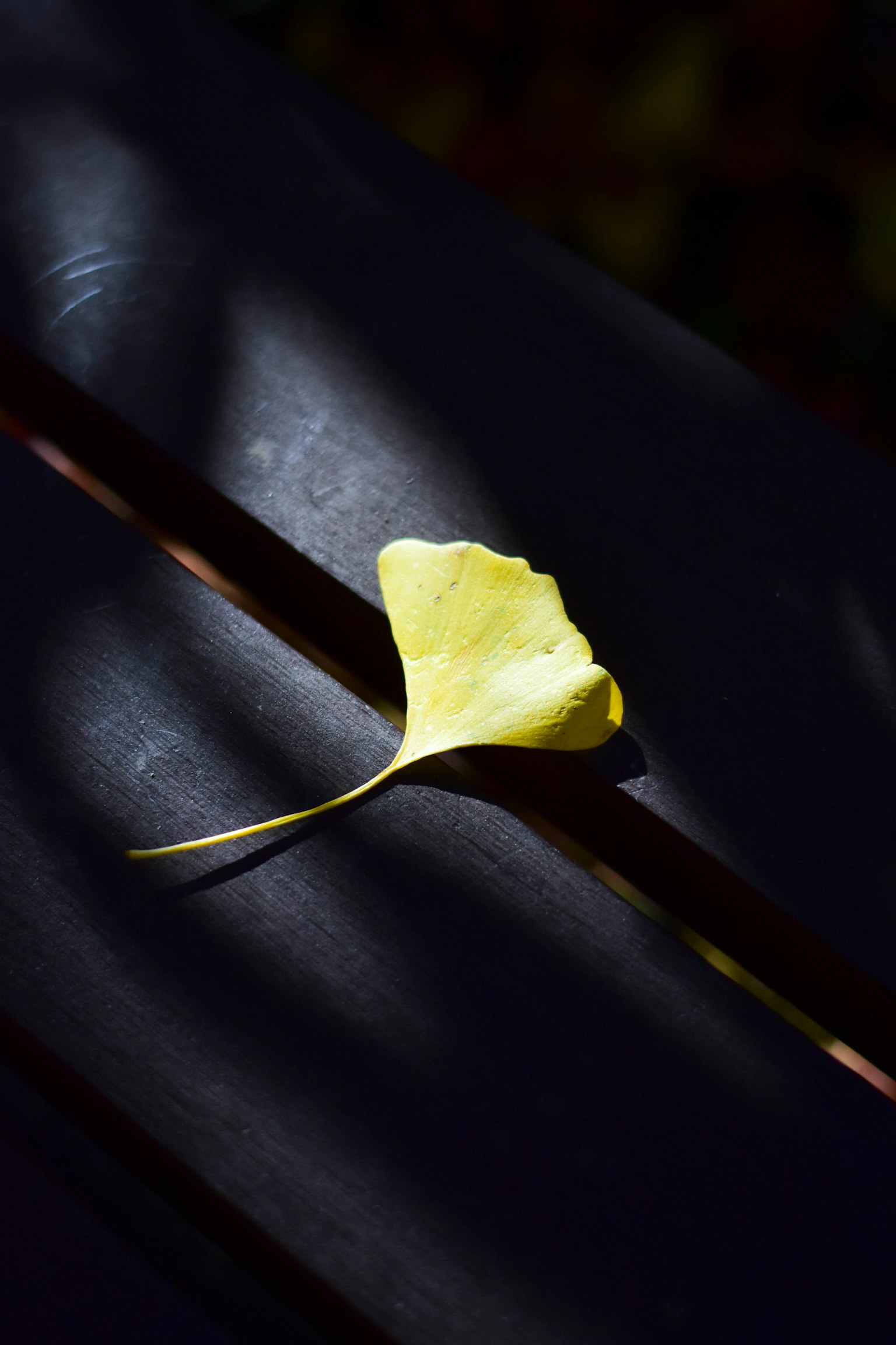 黒いベンチの上に落ちた黄色いイチョウの葉