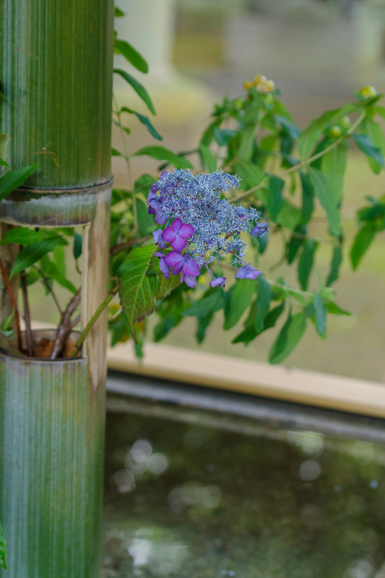Bambù verde accanto a fiori e foglie blu-viola