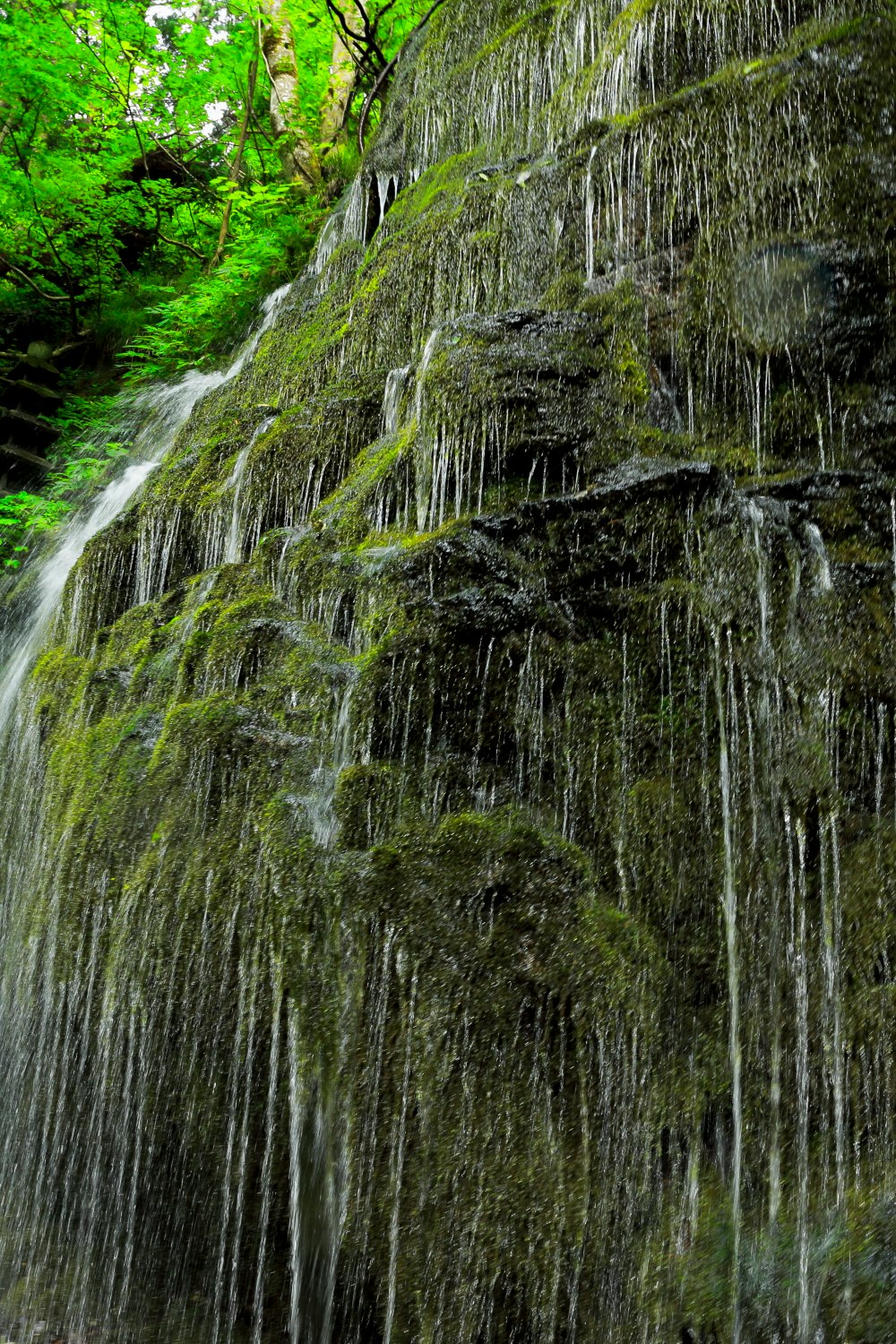 緑の苔むす滝の水しぶきが流れ落ちる岩肌