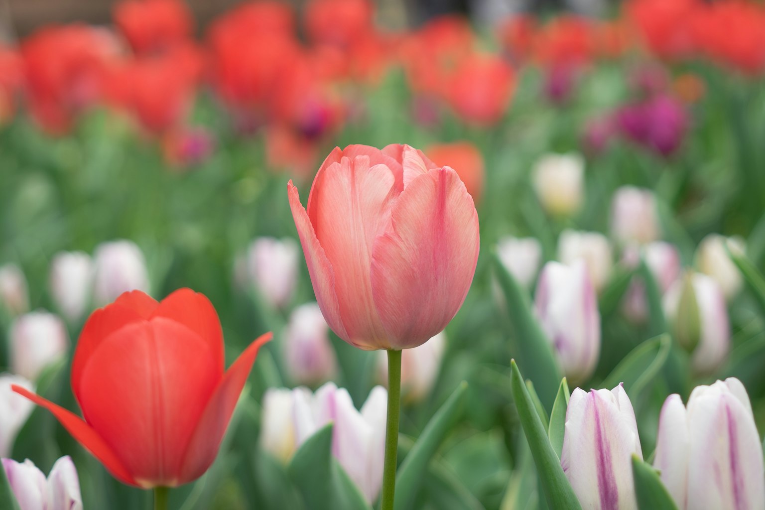 Un champ de fleurs vibrant avec une tulipe rose proéminente parmi des tulipes rouges et blanches