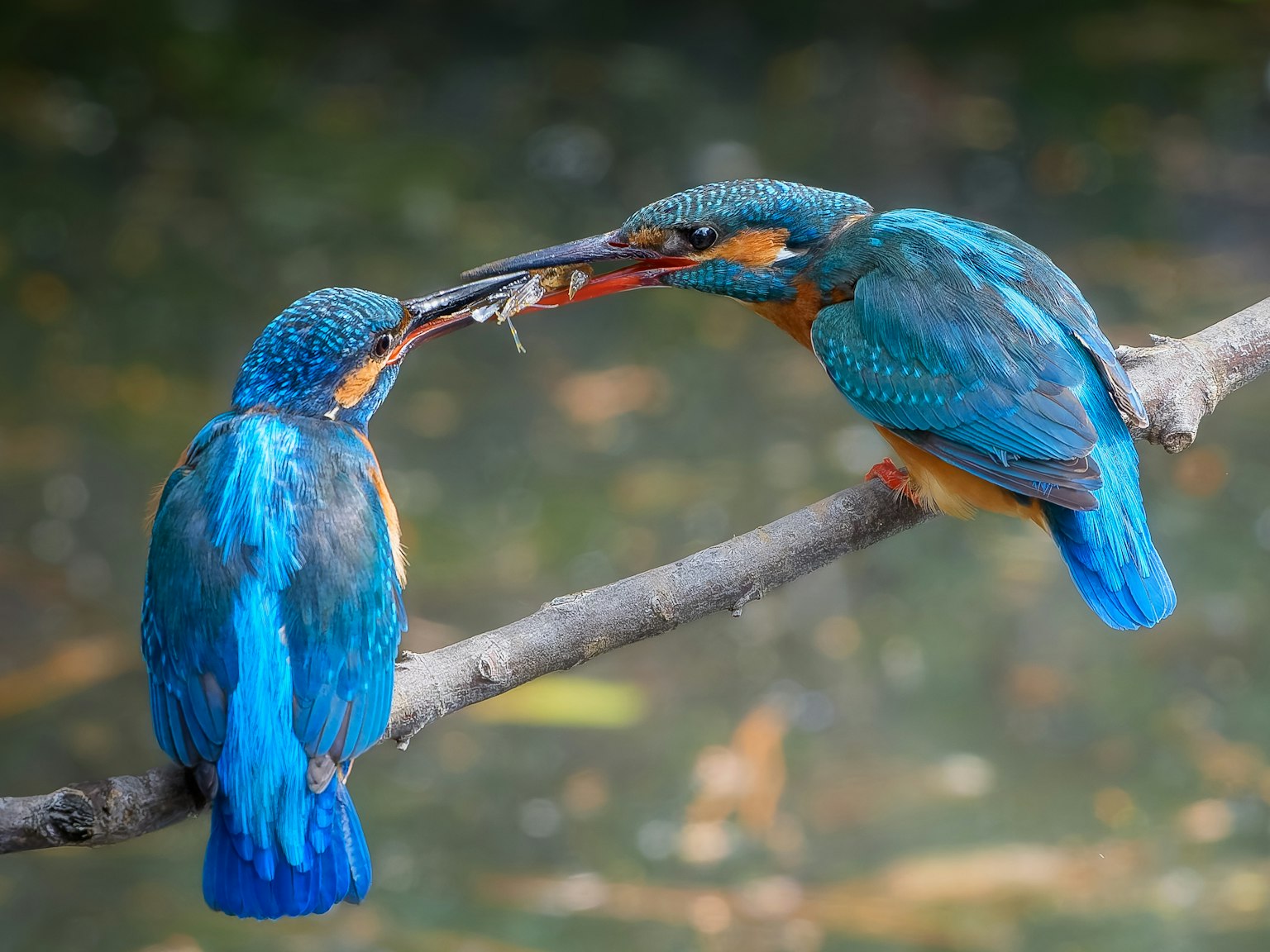 Deux martin-pêcheurs perchés sur une branche partageant un poisson