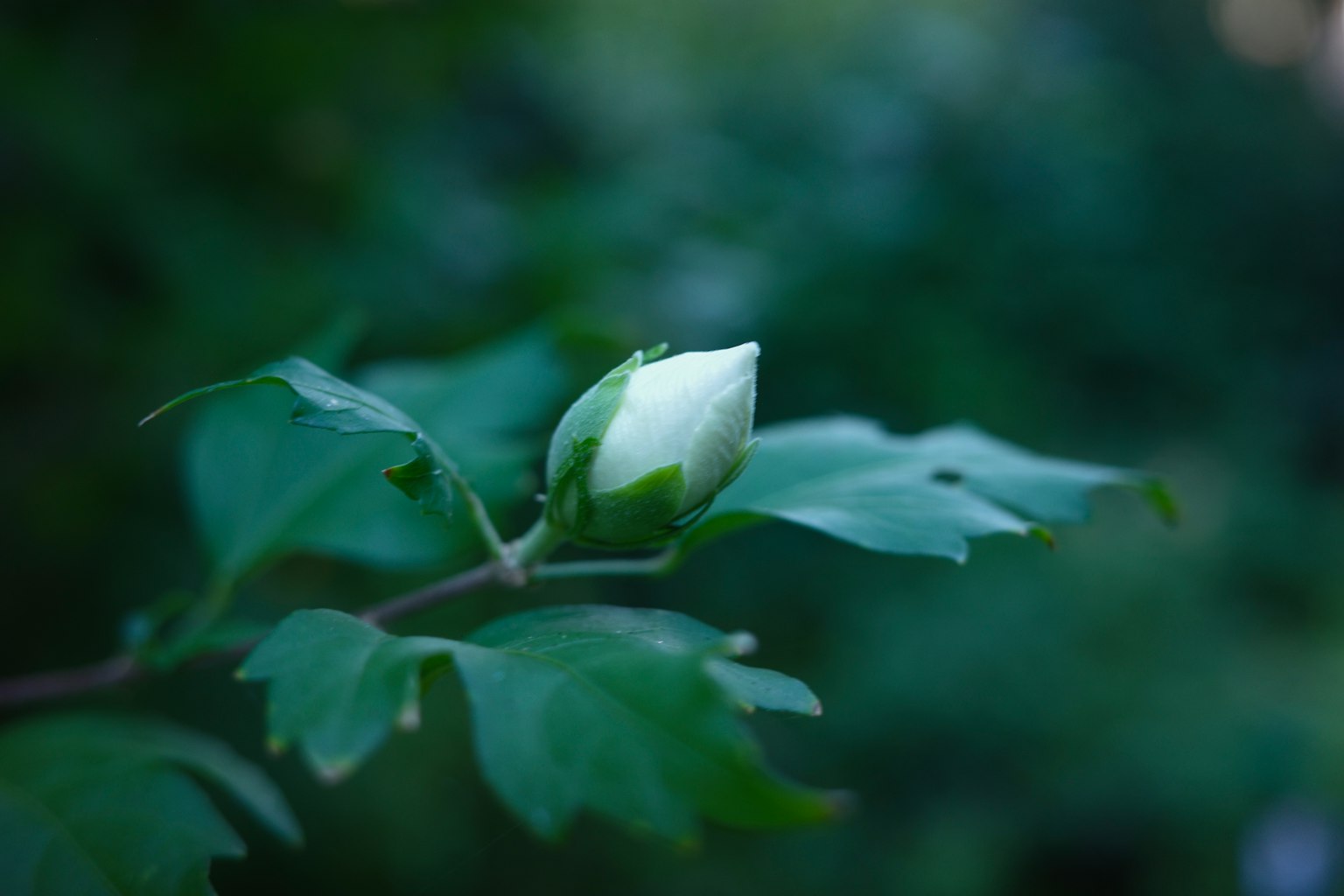 綠色葉子間可見的白色花蕾
