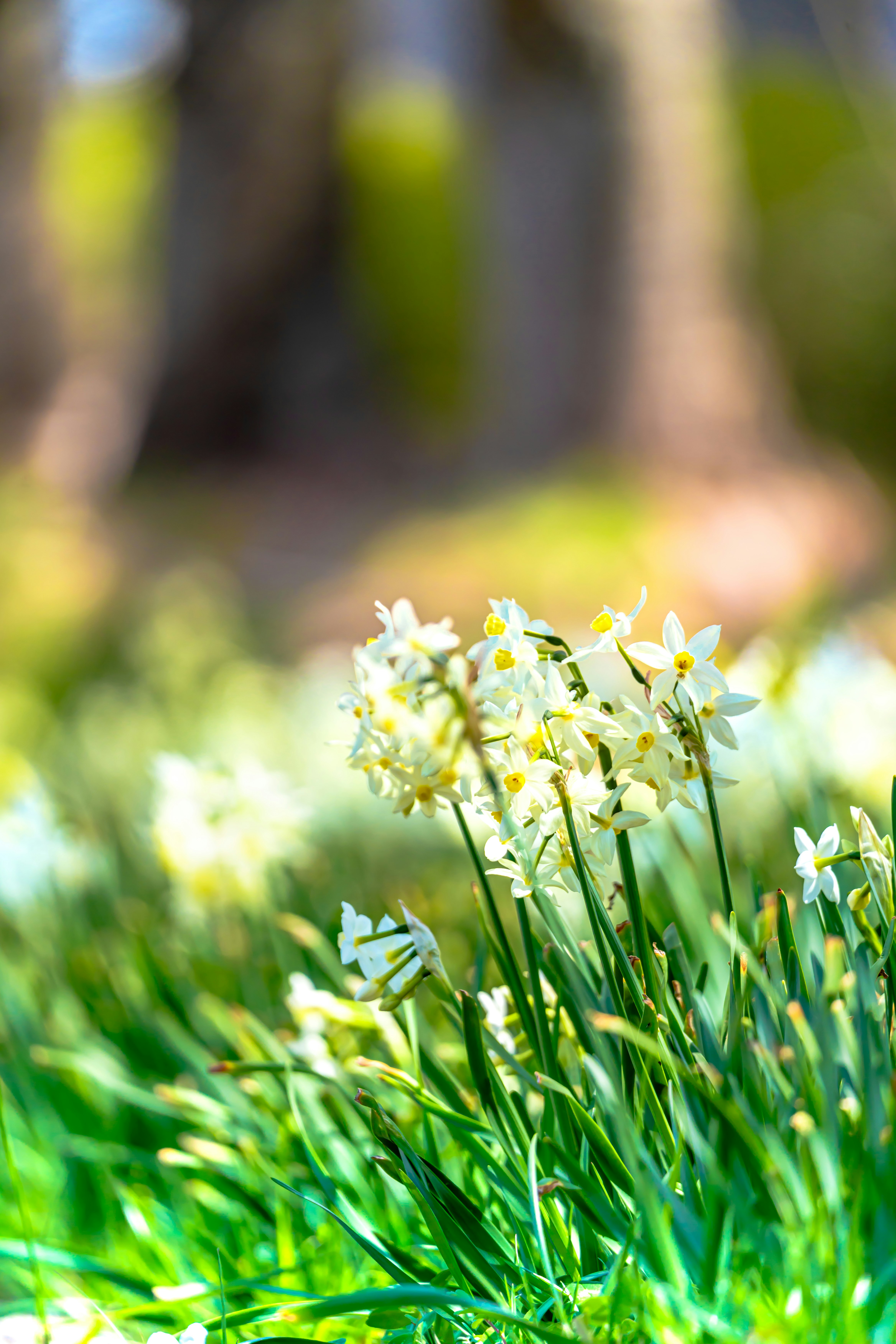 fleurs blanches de printemps dans un sentier en forêt verdoyant
