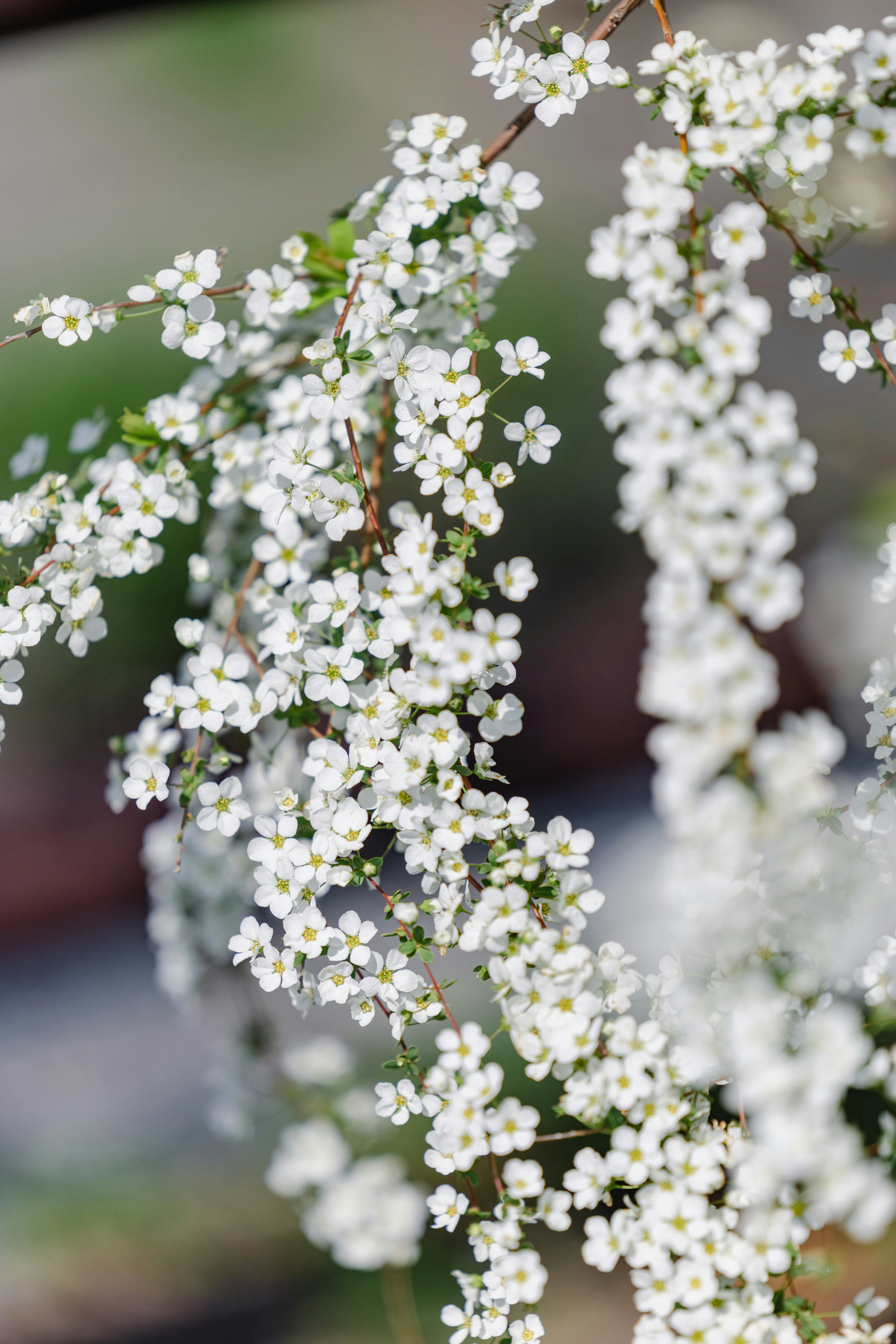 白い雪柳の花が枝垂れる庭先