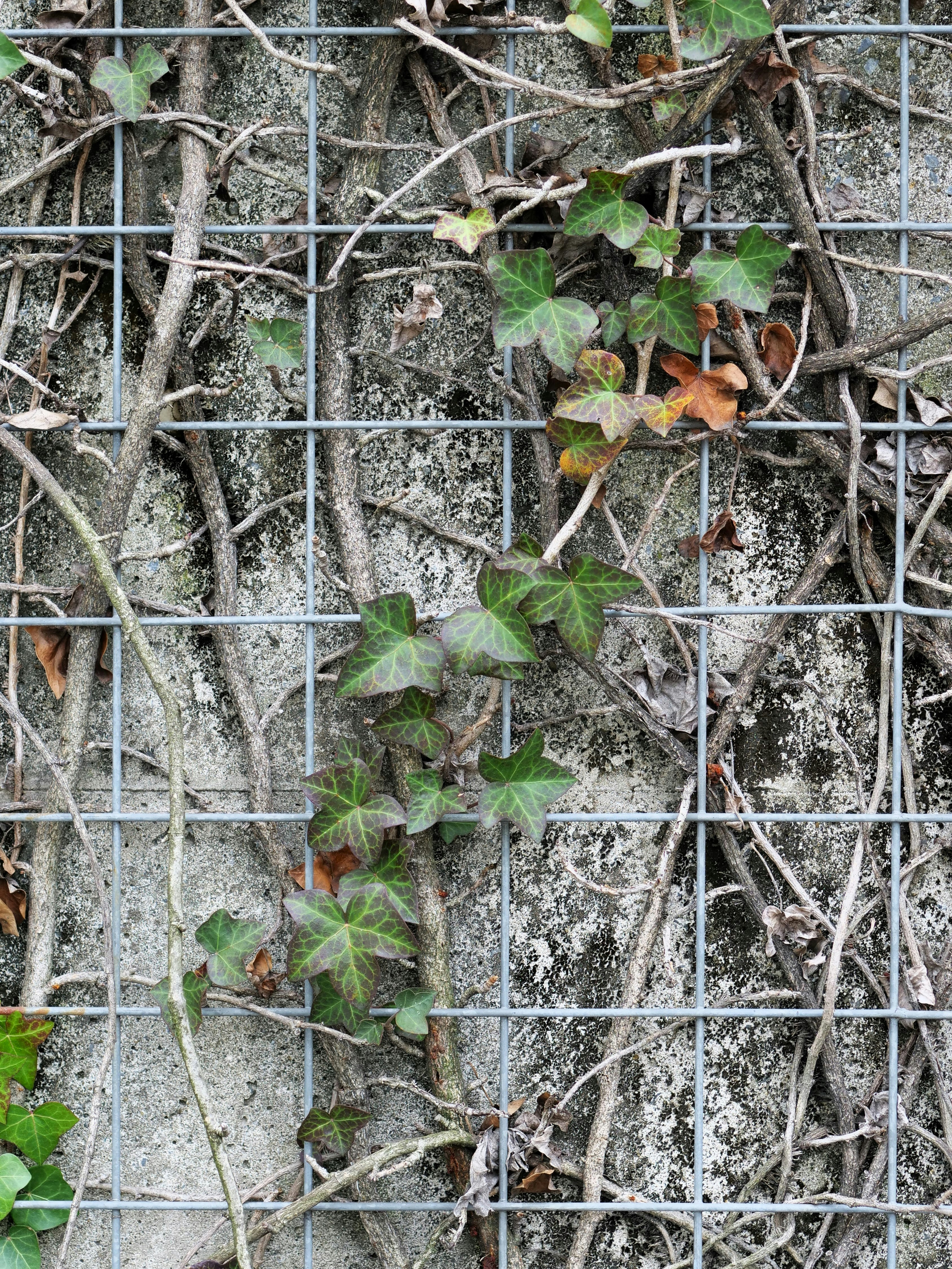 金網に絡むツタと野外の壁面の植物