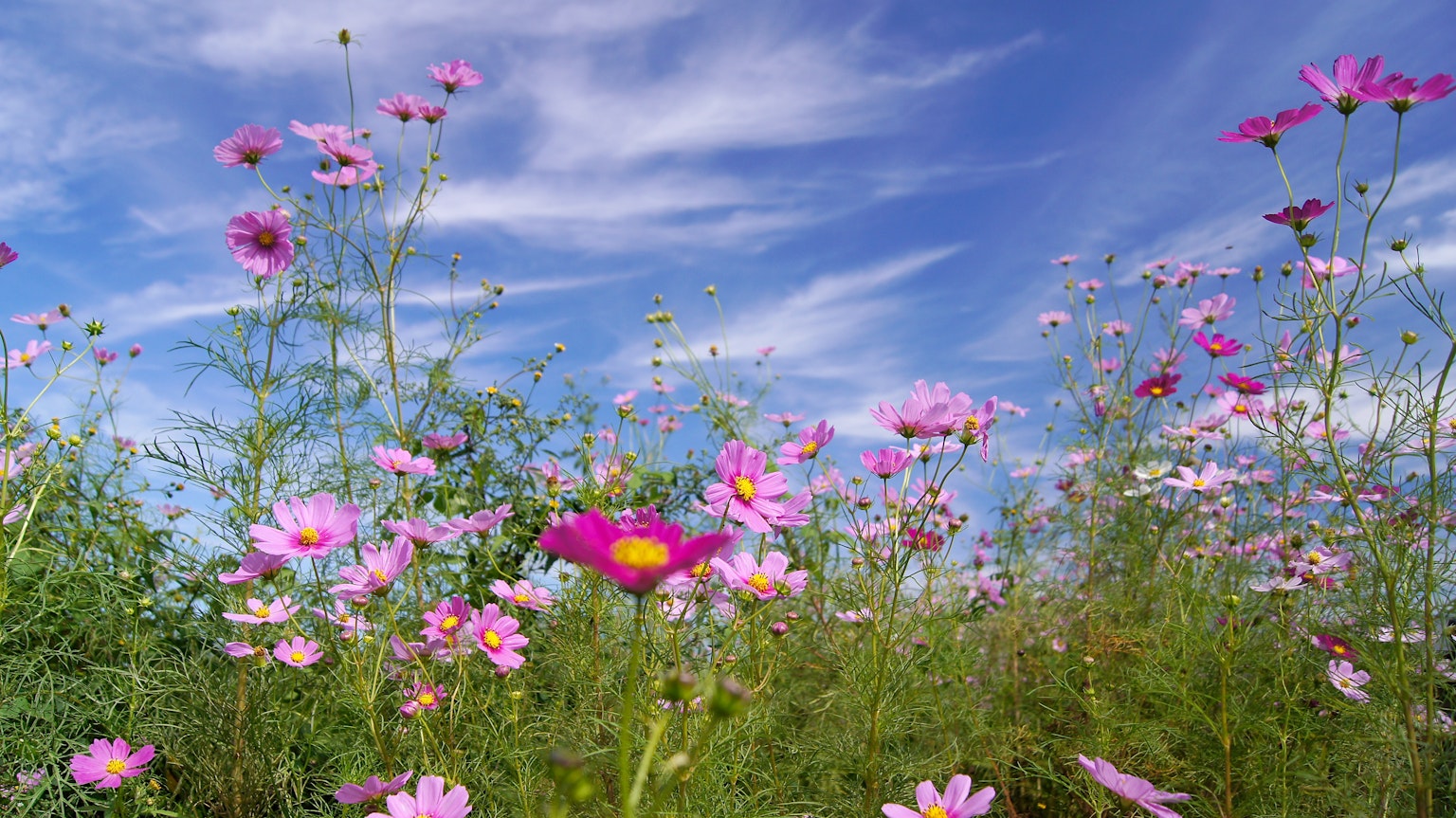 Campo de flores de cosmos rosas bajo un cielo azul