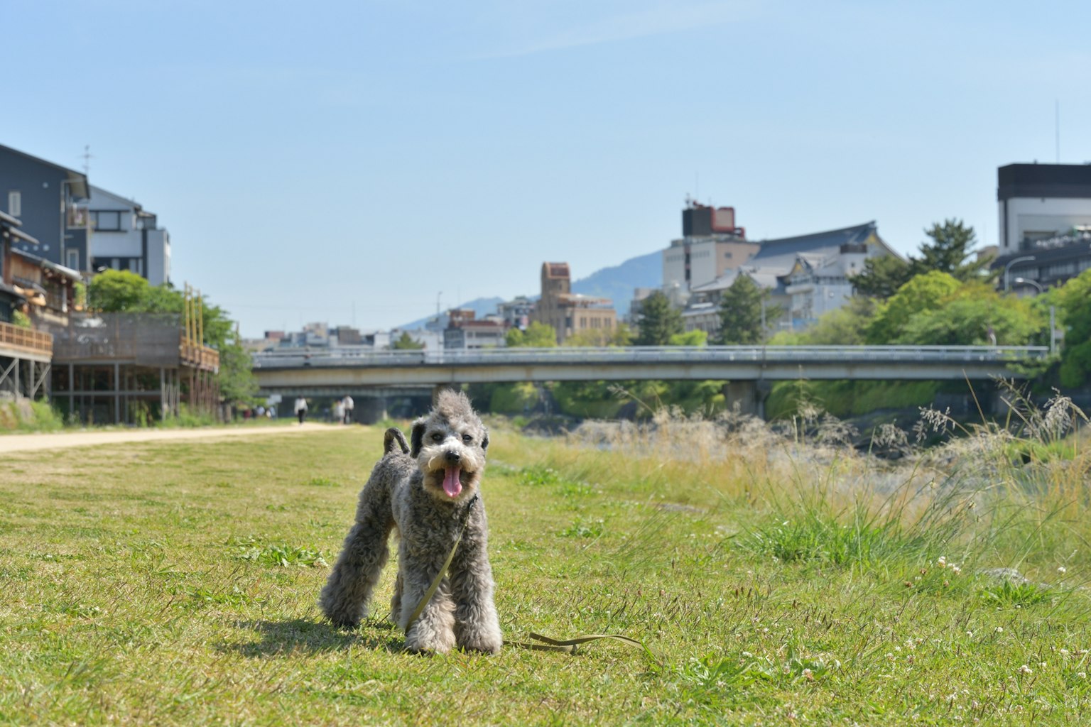 公園裡奔跑的狗和背景建築