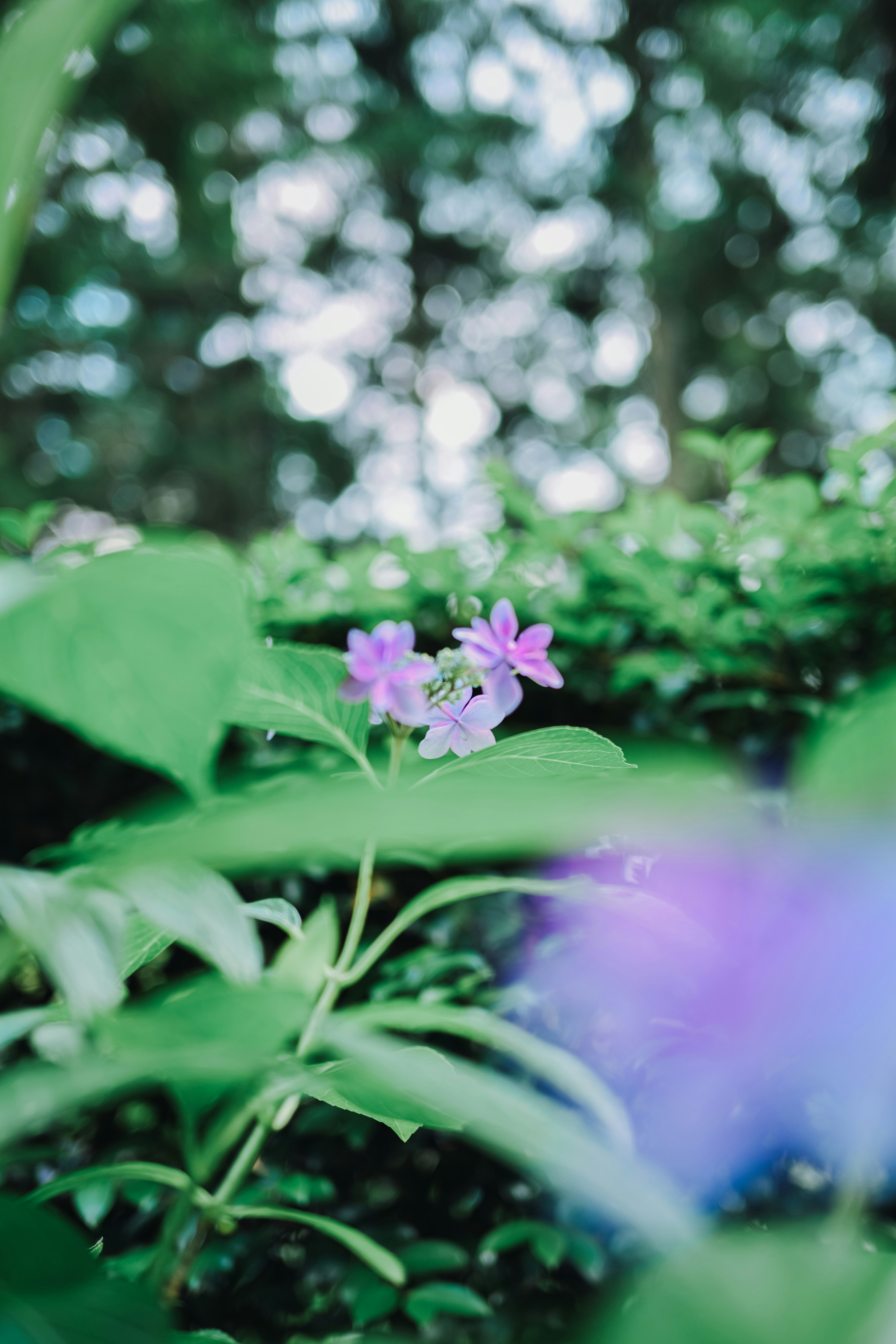緑の葉の間に咲く小さなピンクの花