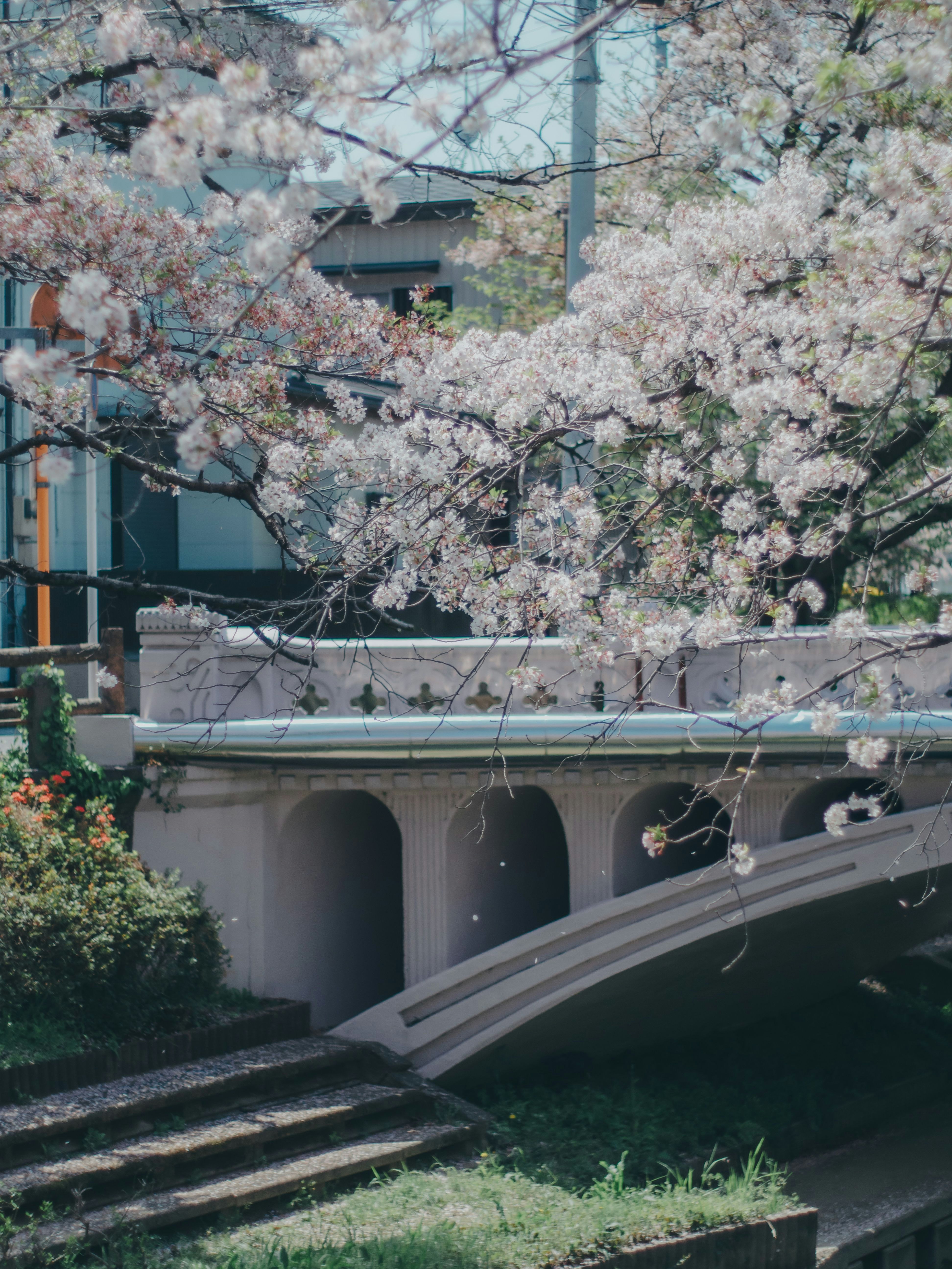 桜の枝と石段のある中庭の景色
