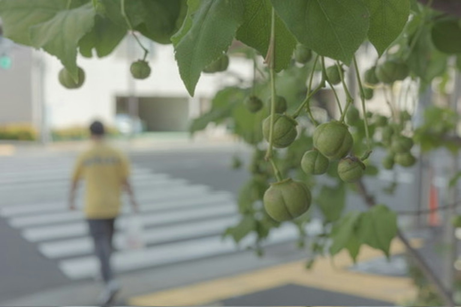 ภาพทิวทัศน์ที่มีกิ่งไม้สีเขียวและผลไม้ที่มุมถนนมีคนเดินข้ามถนน