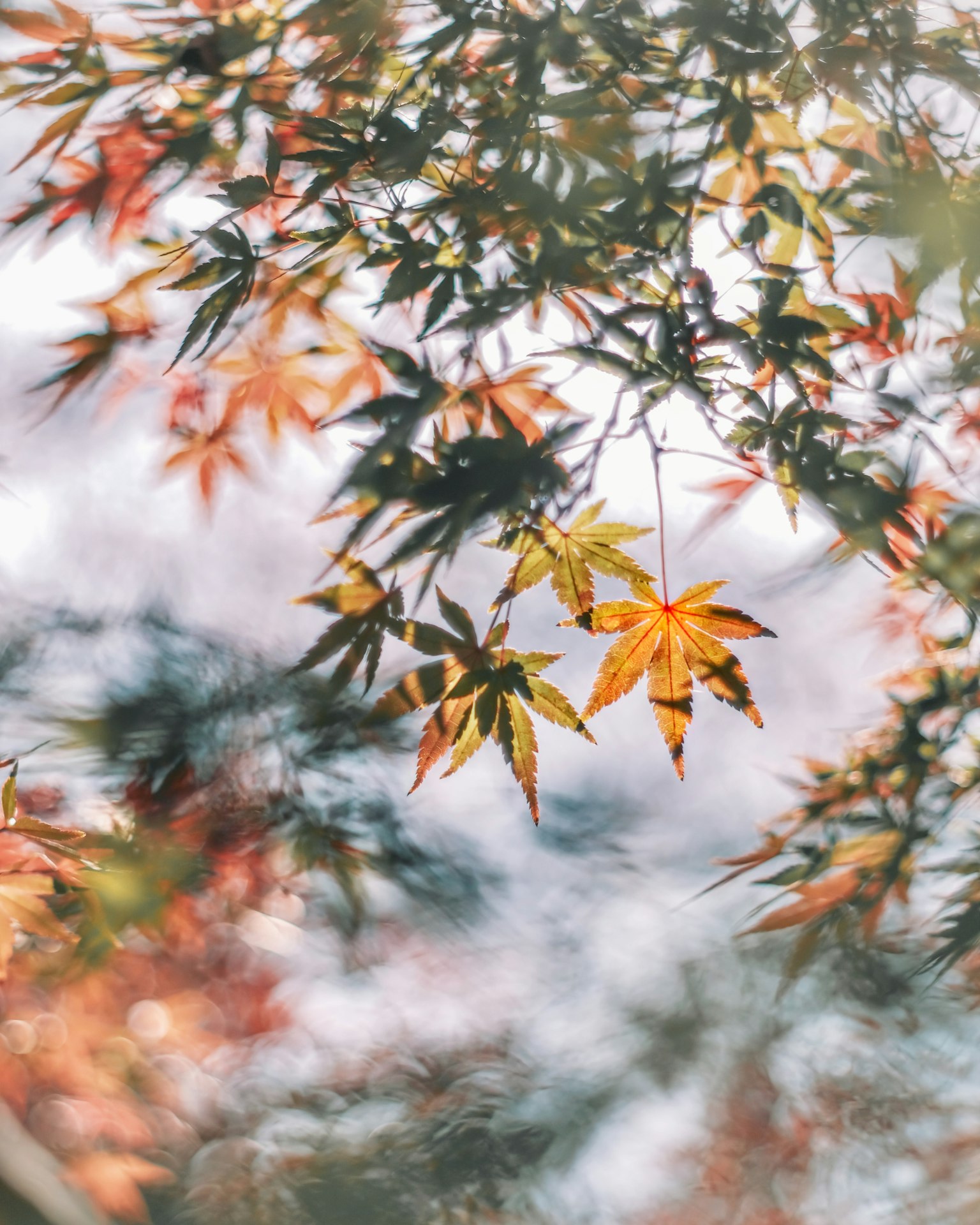 Herbstlaub mit lebhaften roten und gelben Blättern