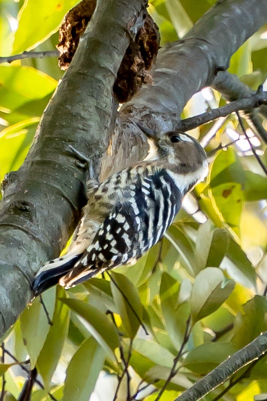 木の枝にとまるキツツキのような鳥と羽の模様