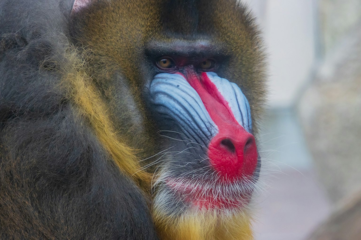 Primer plano de un babuino con colores faciales distintivos