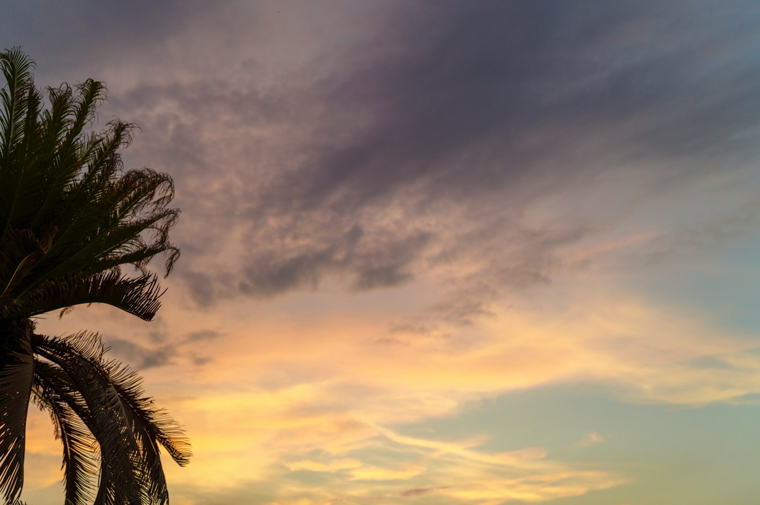 夕陽下的棕櫚樹剪影