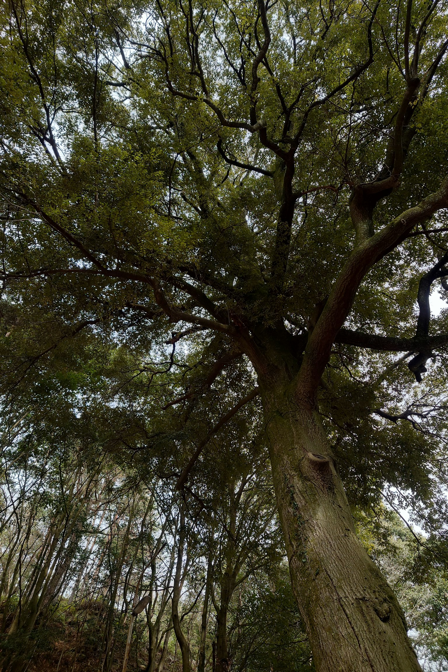 Foto di un grande albero visto dal basso con foglie verdi lussureggianti