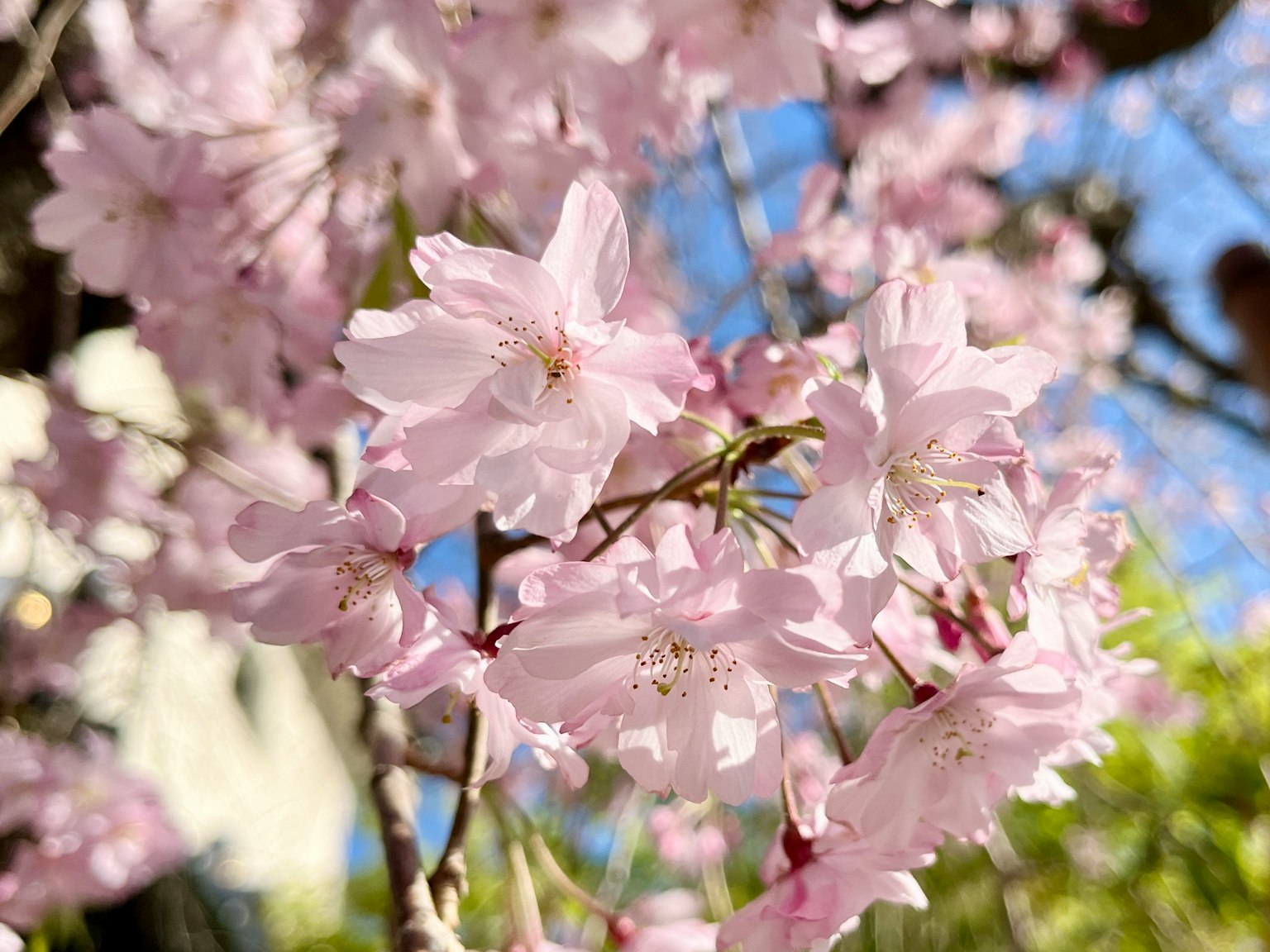 Cherry blossoms in full bloom against a clear blue sky with delicate pink petals