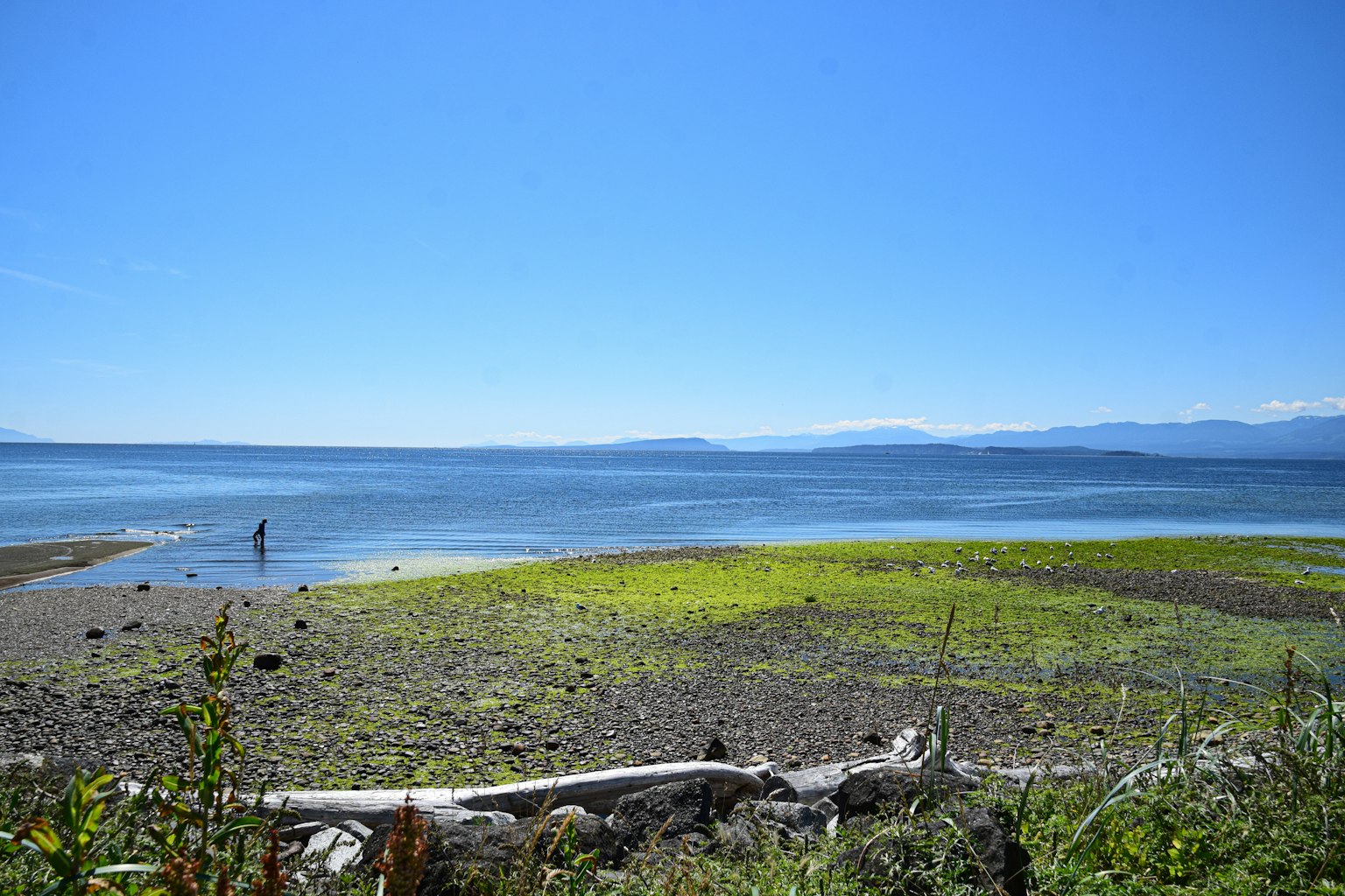 Vista panoramica di un mare calmo sotto un cielo blu con alghe verdi visibili sulla spiaggia e montagne in lontananza