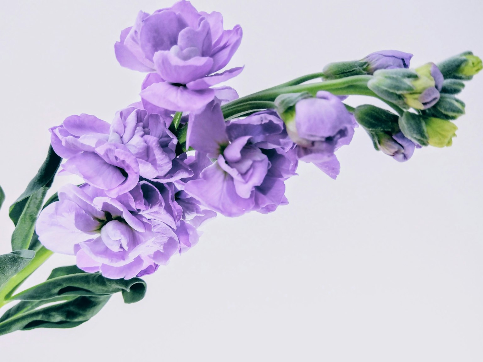 Un ramo di fiori viola in fiore