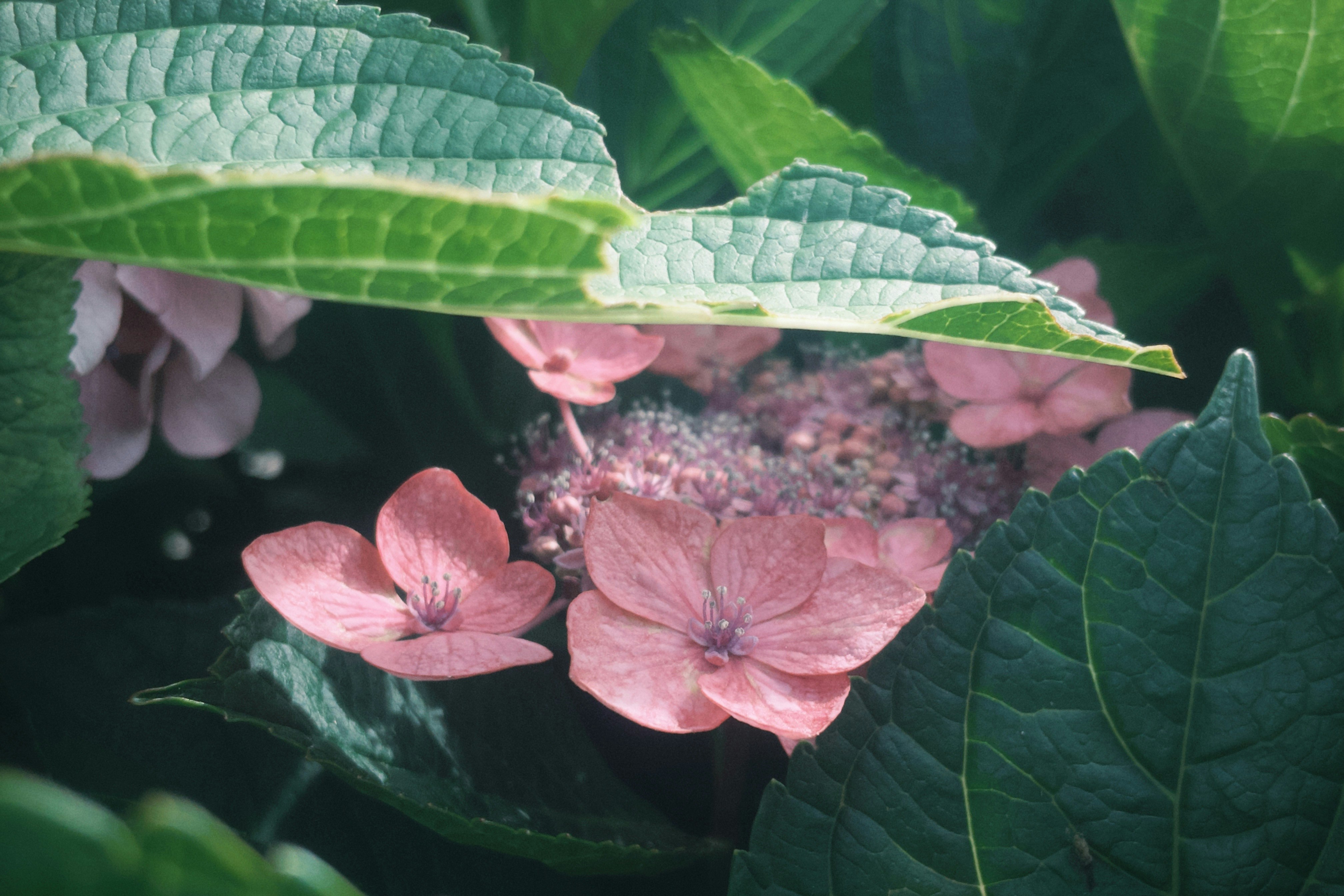绣球花花瓣与叶片特写