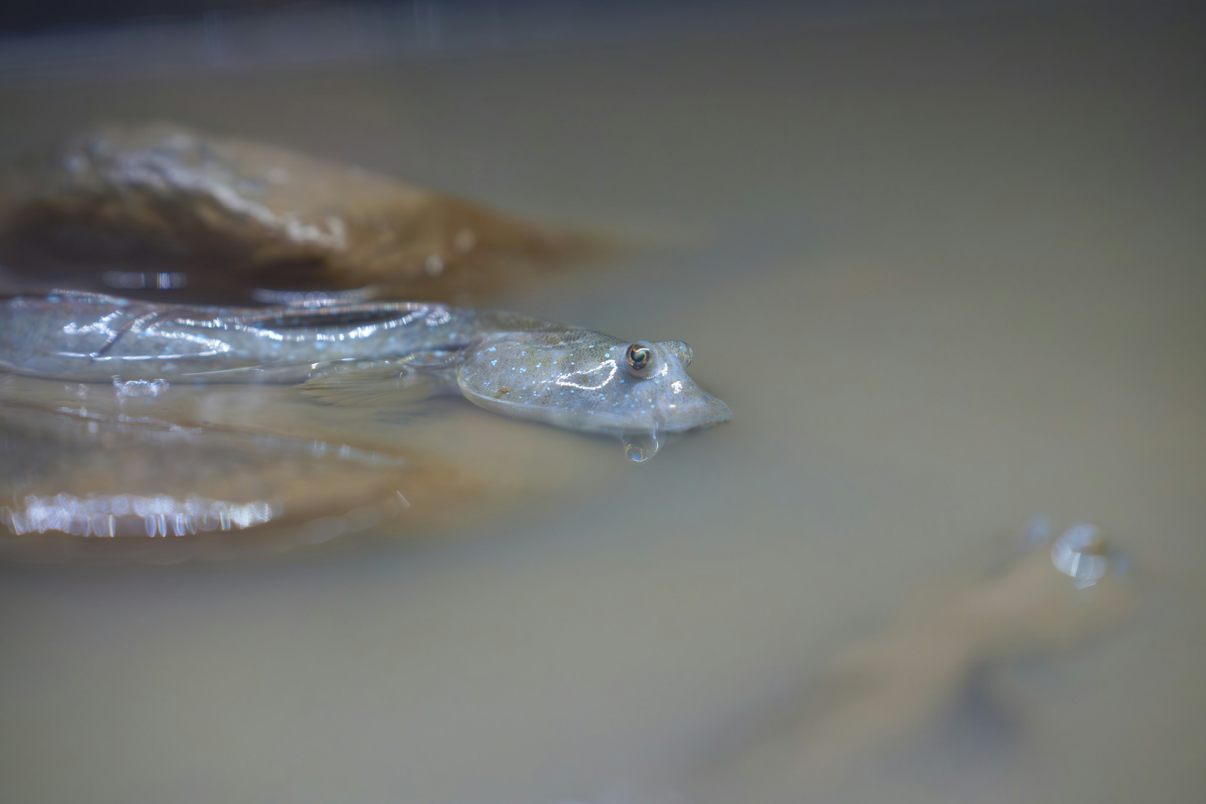 水中で泳ぐ魚の群れのような水面近くのクローズアップ