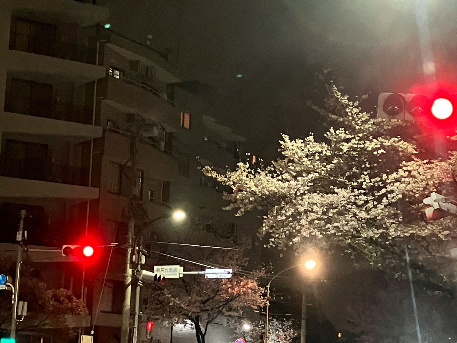 Albero di ciliegio all'angolo di una strada con semaforo rosso di notte