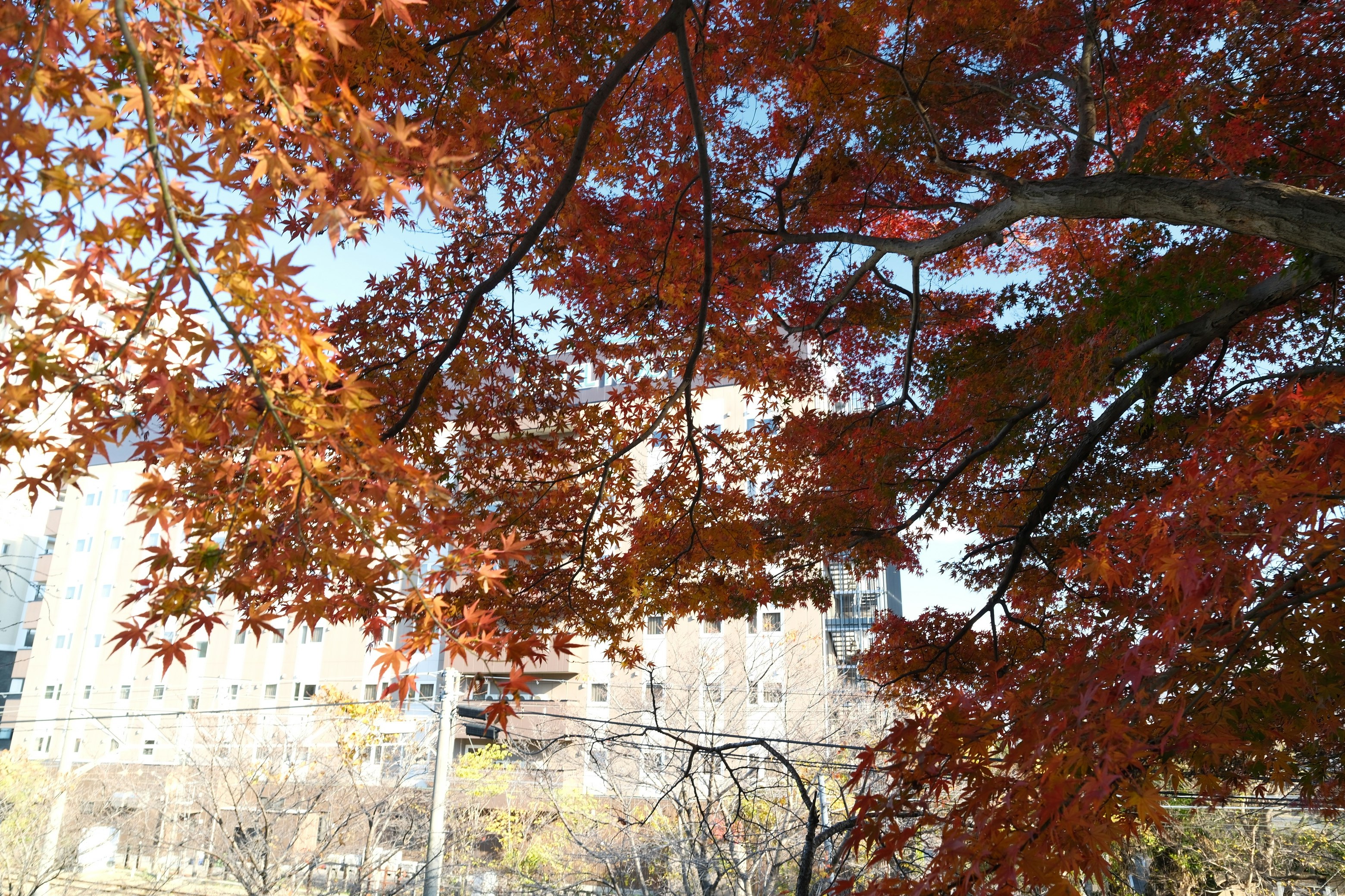 紅葉の木々と延命公園の周辺にある建物