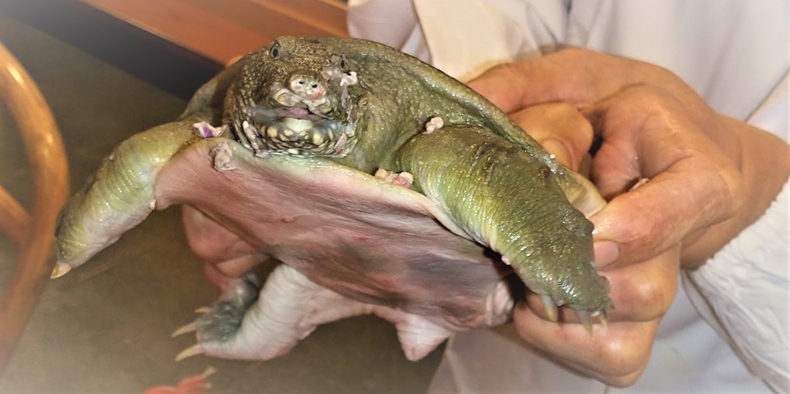 A close-up view of a green turtle being held from underneath
