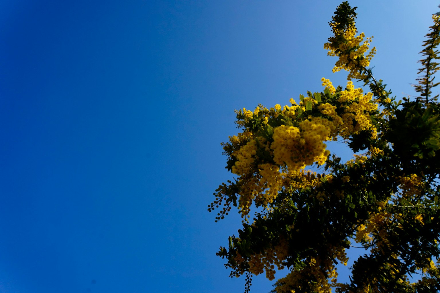Vibrant yellow flowers against a clear blue sky