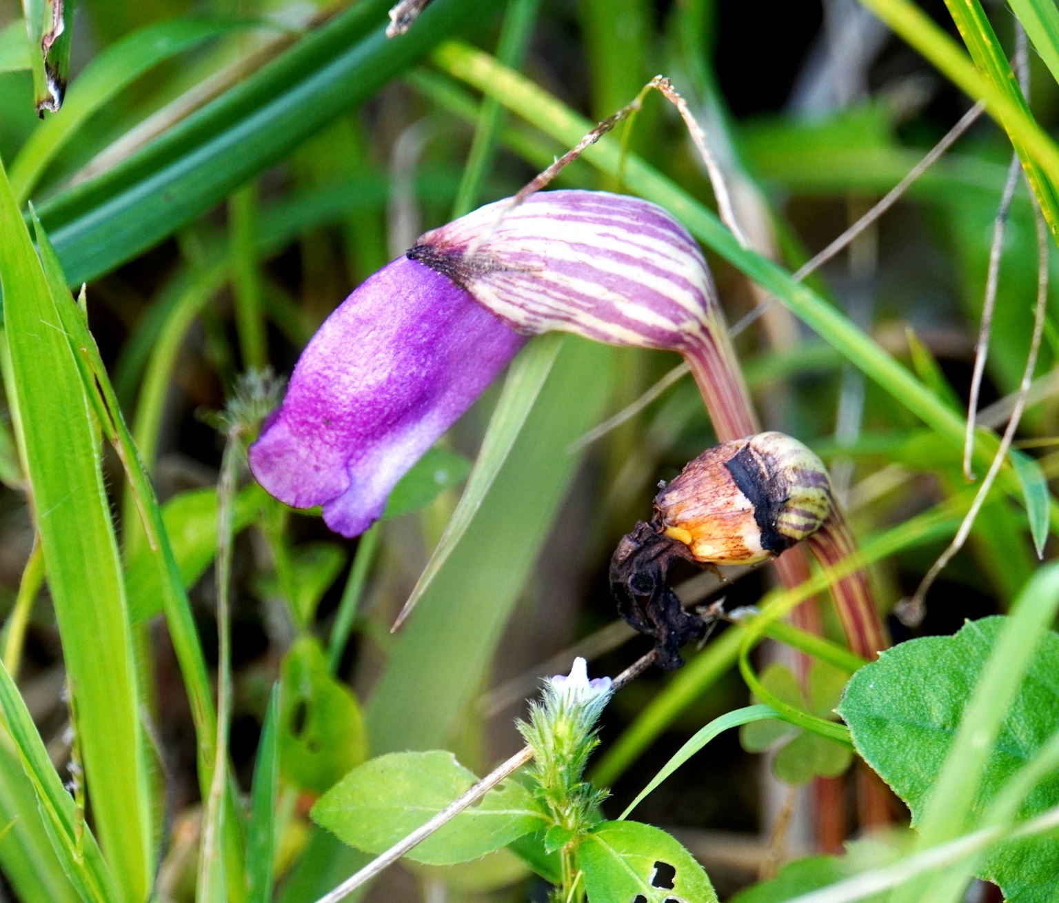 Un fiore viola con un'ape che raccoglie nettare tra l'erba verde