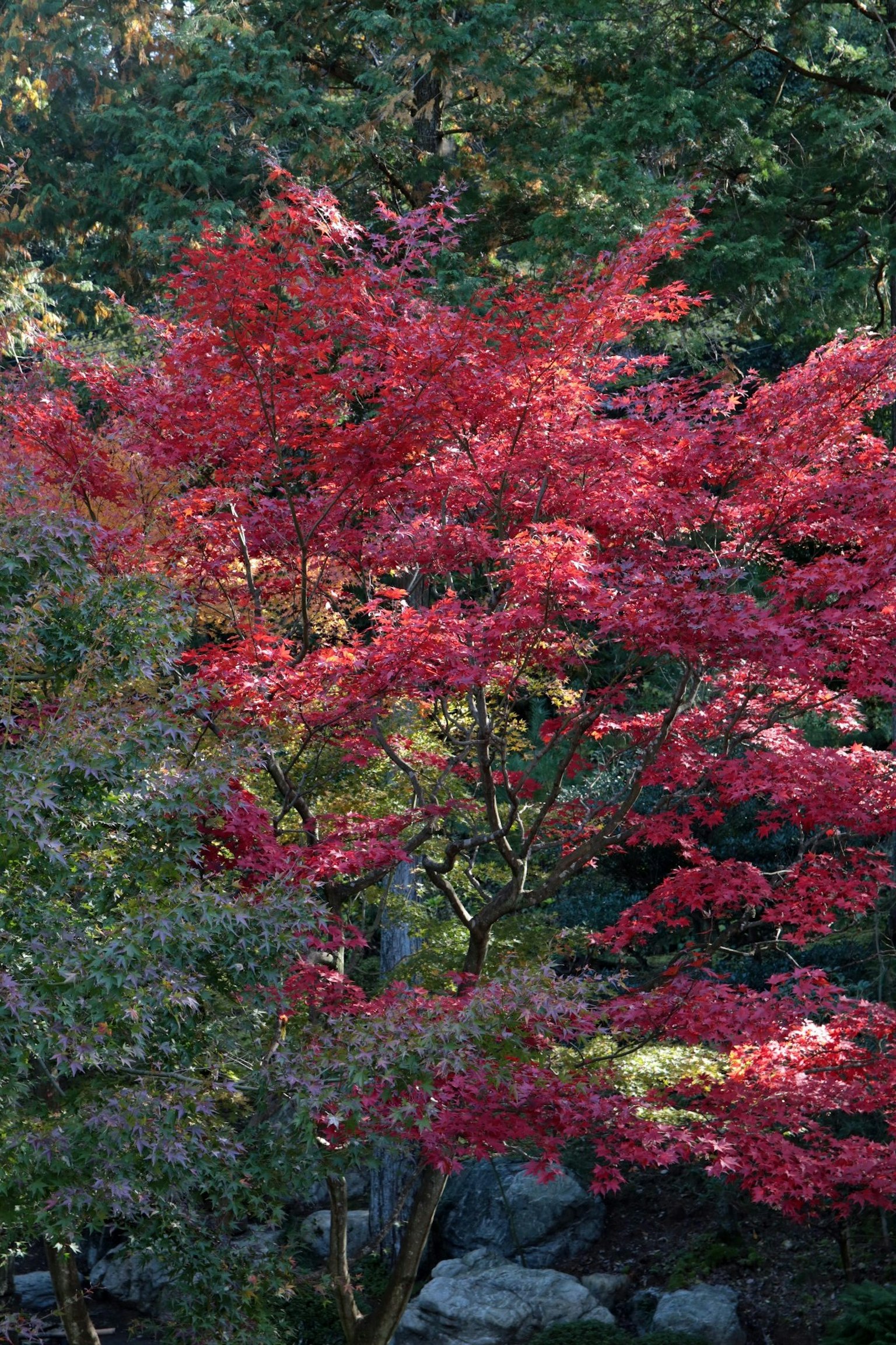 A beautiful scene with a maple tree displaying vibrant red autumn leaves