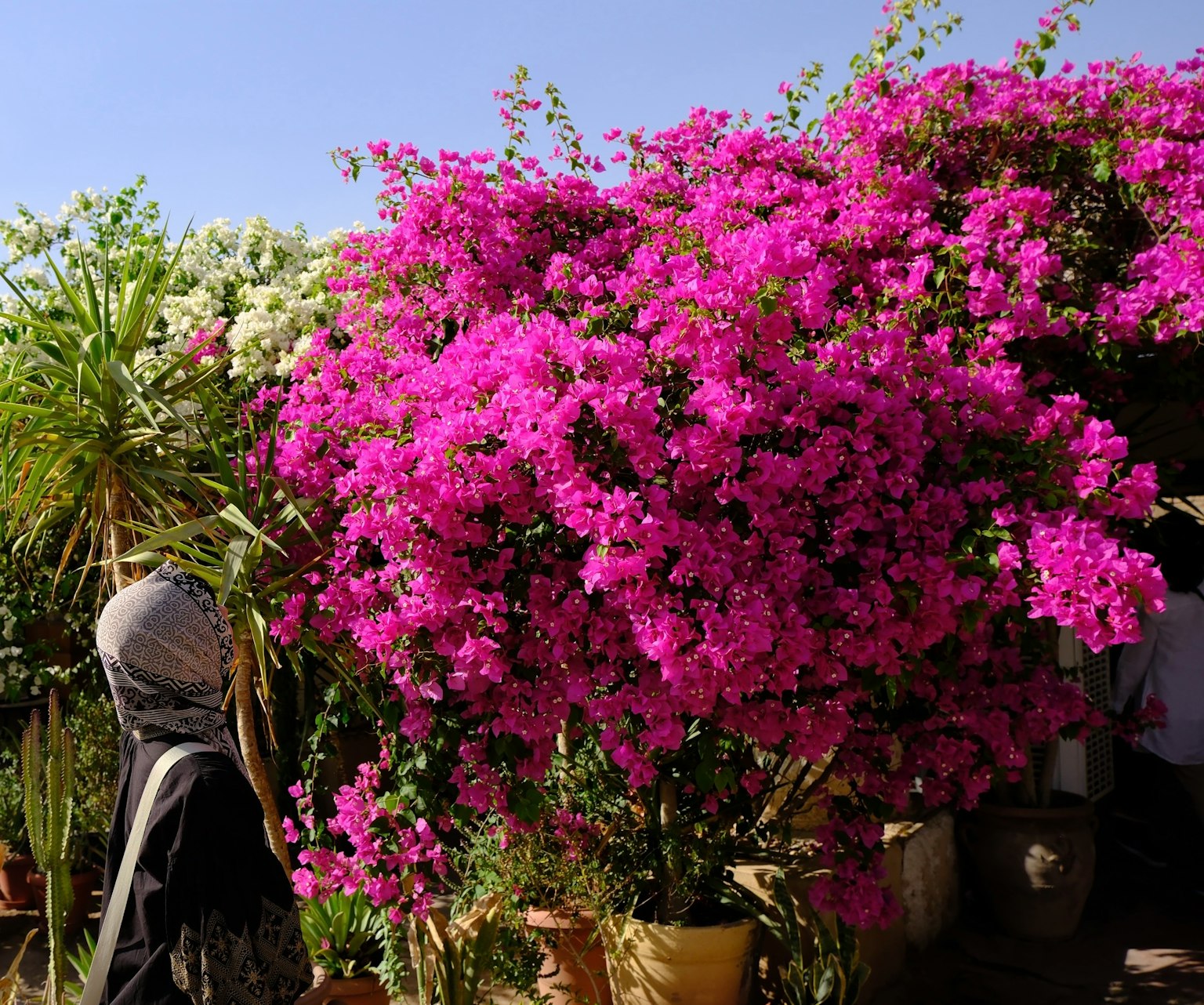 ผู้หญิงเดินในสวนที่มีดอกบูกาเวียสีชมพูสดใสและพืชต่างๆ