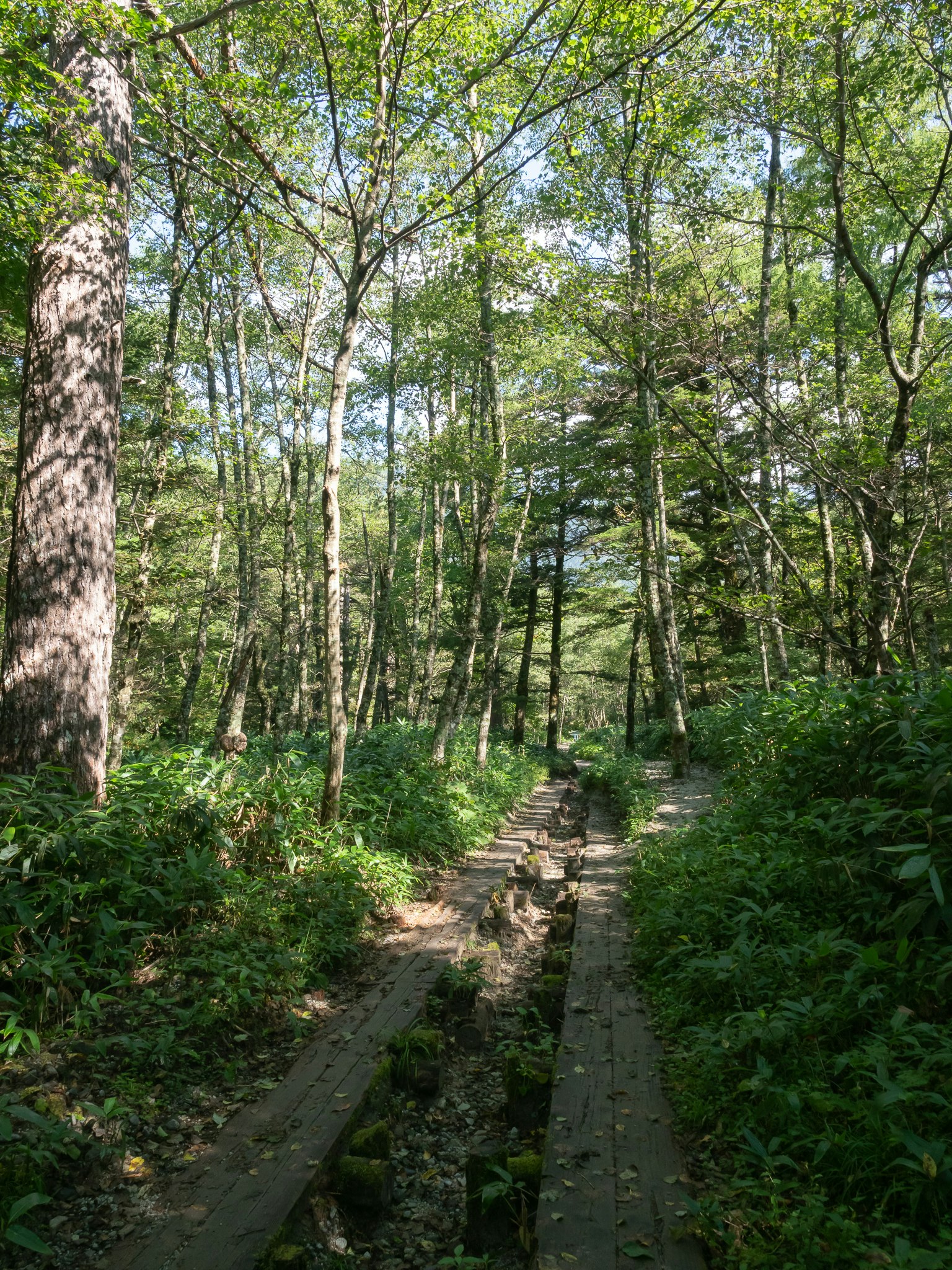 Malersicher Weg durch einen üppigen grünen Wald mit hohen Bäumen