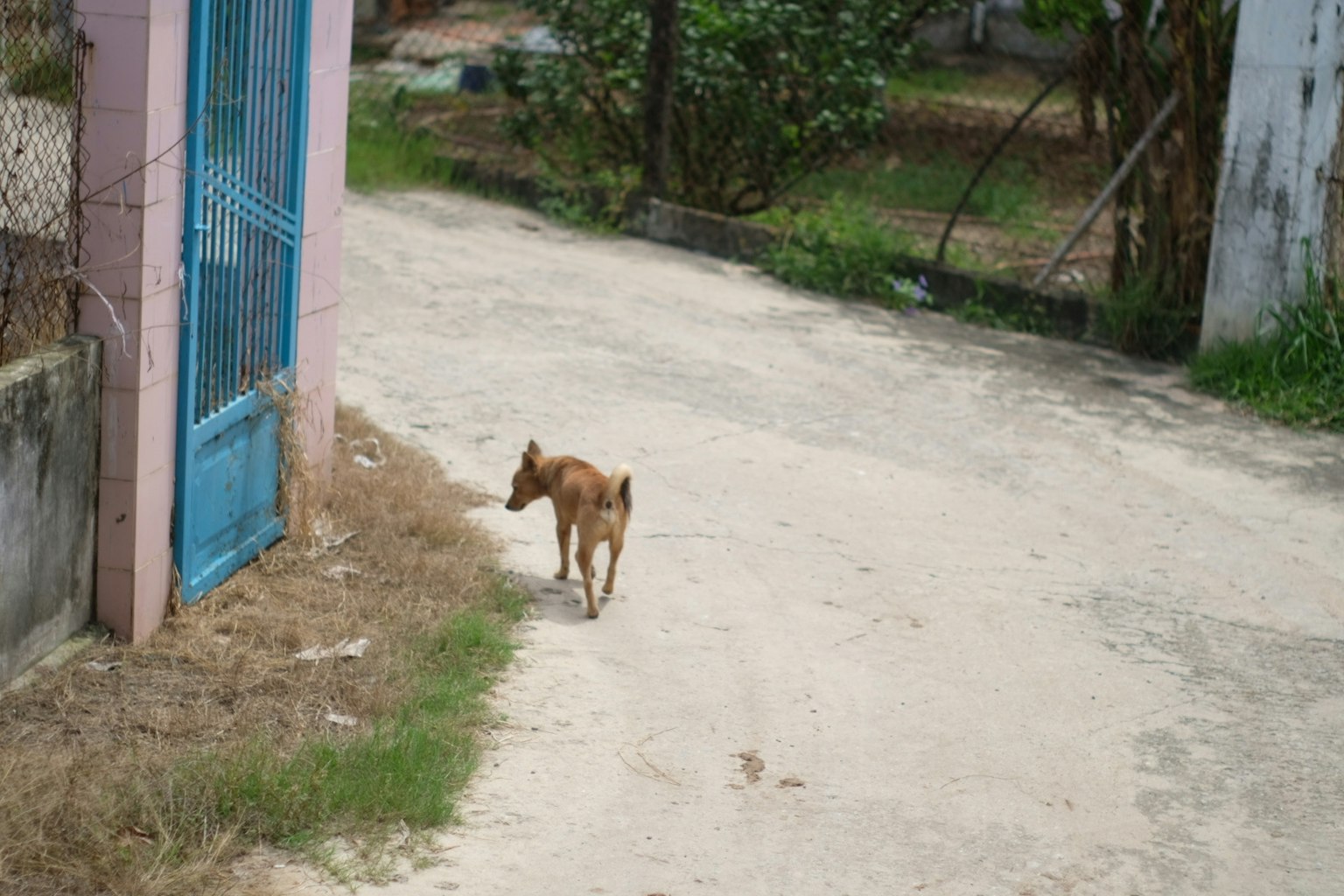 犬が道を歩いている風景 緑の木々と青いゲートが見える