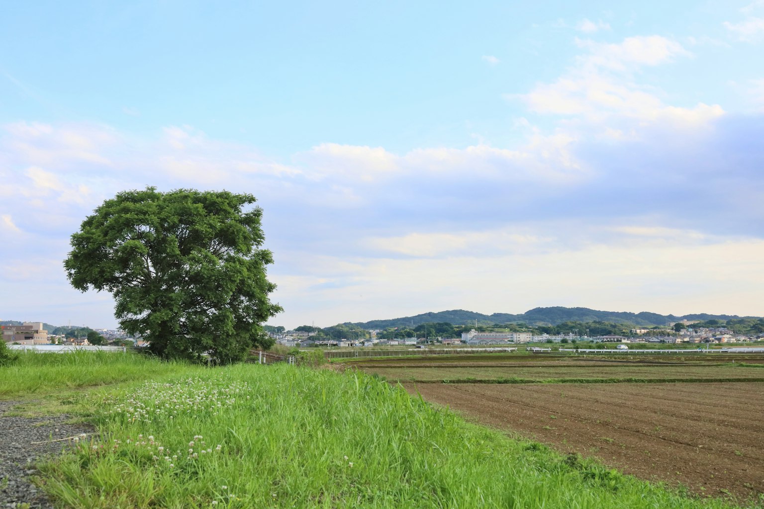 Landschaft mit einem großen Baum und grünem Gras