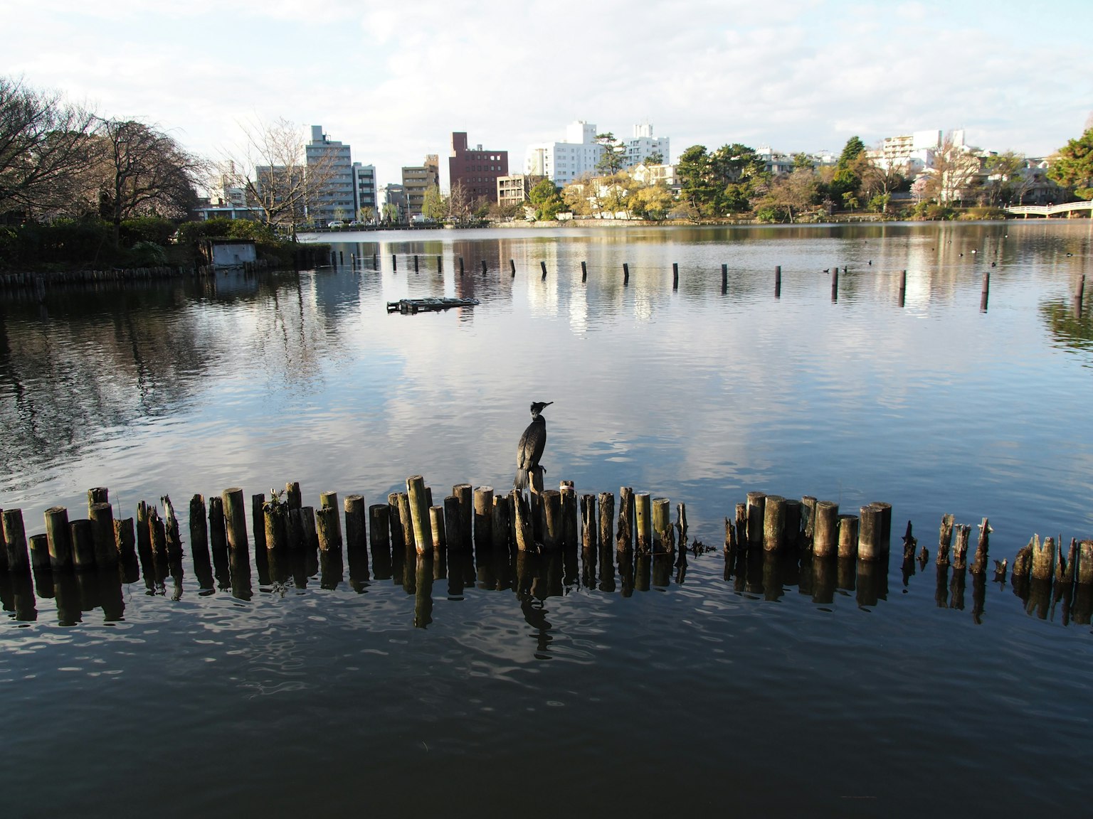 Holzpfähle, die auf dem Wasser schwimmen, mit einem Vogel darauf städtische Skyline im Hintergrund