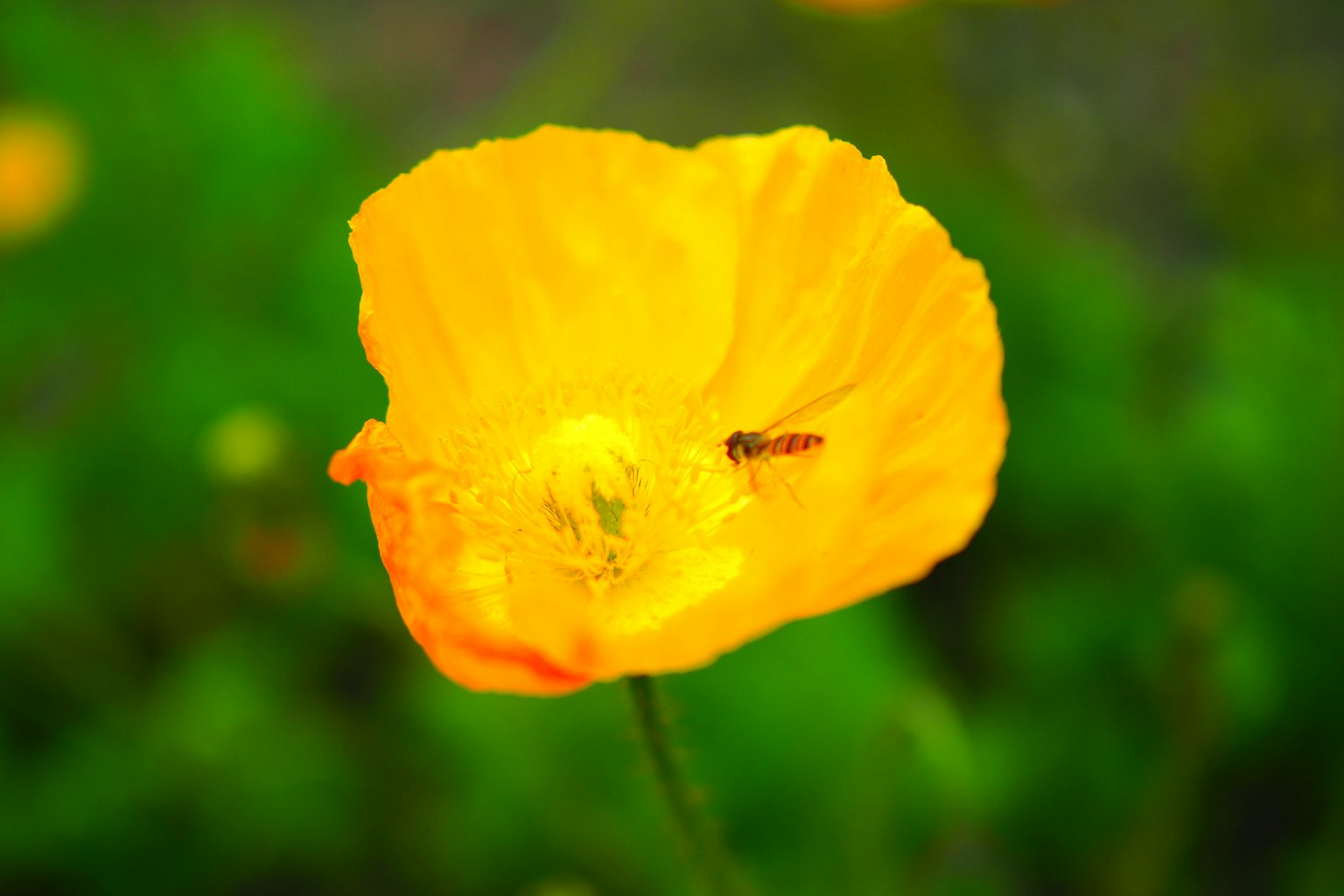 Fleur jaune vif avec un petit insecte capturé dans une belle photo