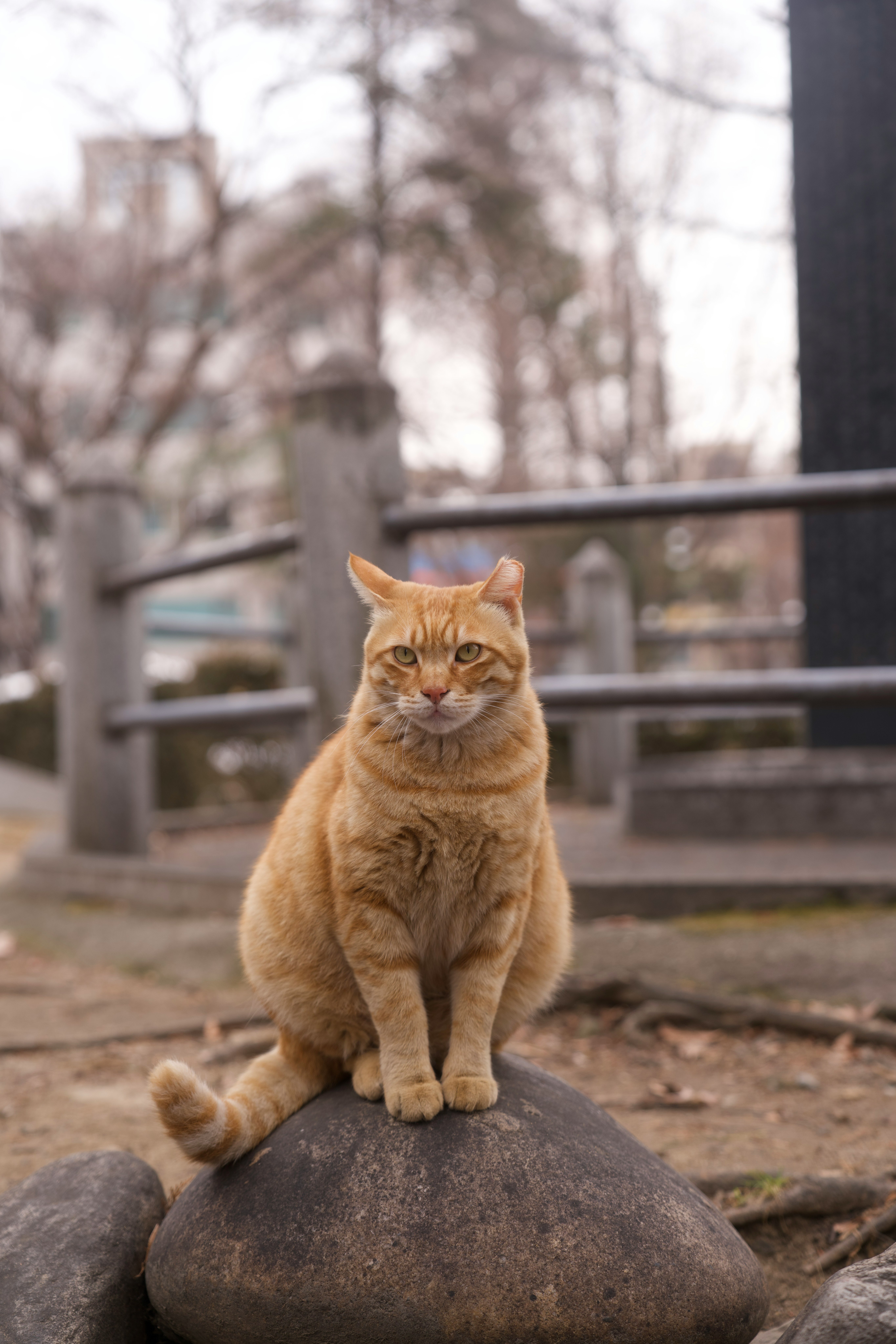 石の上に座るオレンジ色の猫