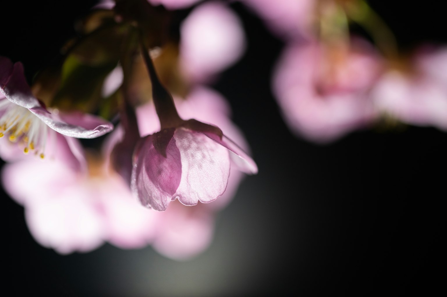ภาพมาโครที่สวยงามของดอกไม้สีชมพูอ่อนบนพื้นหลังมืด